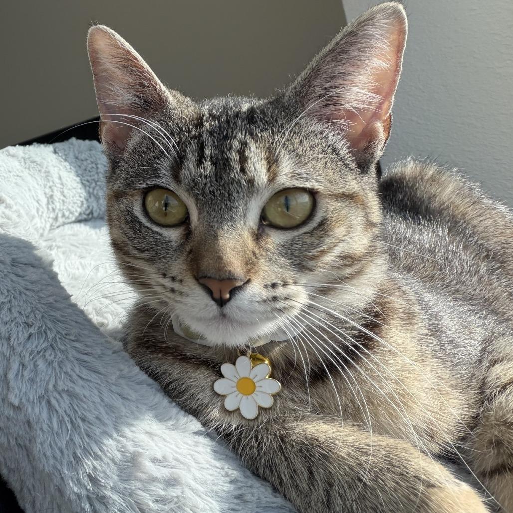 Terrace, a Adoptable Domestic Short Hair in Galveston, TX image 1/4