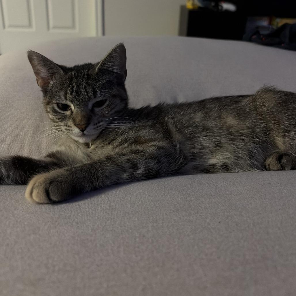 Terrace, a Adoptable Domestic Short Hair in Galveston, TX image 2/4