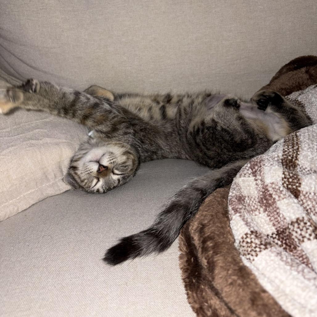 Terrace, a Adoptable Domestic Short Hair in Galveston, TX image 3/4