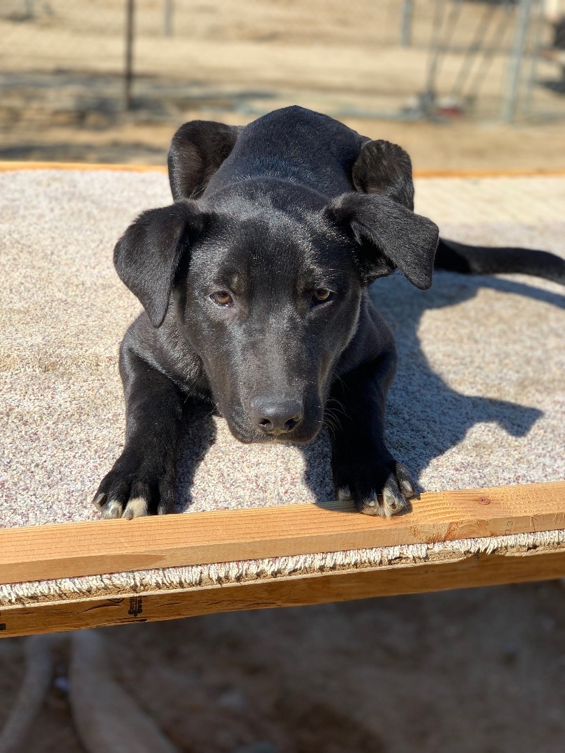 Enlarge Jim , a Adoptable mixed breed in Mojave, CA image 1/11