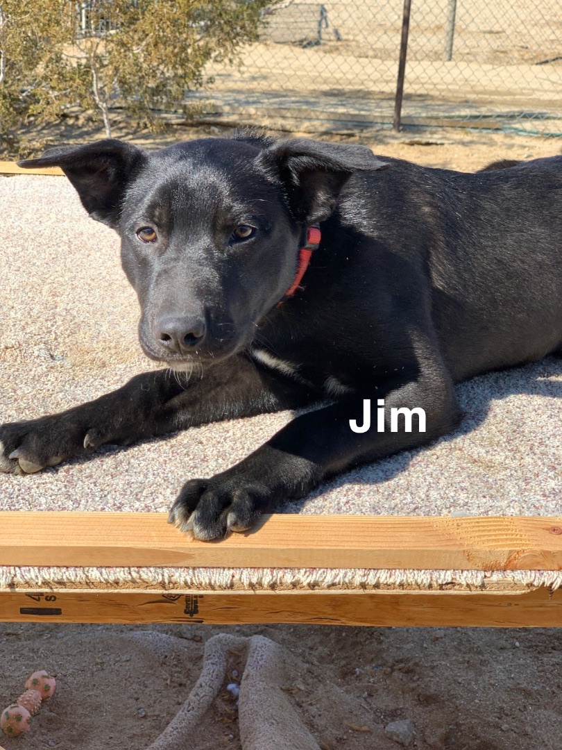 Enlarge Jim , a Adoptable mixed breed in Mojave, CA image 2/11