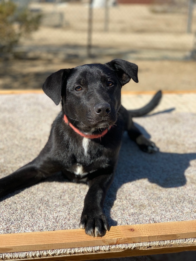 Enlarge Jim , a Adoptable mixed breed in Mojave, CA image 3/11