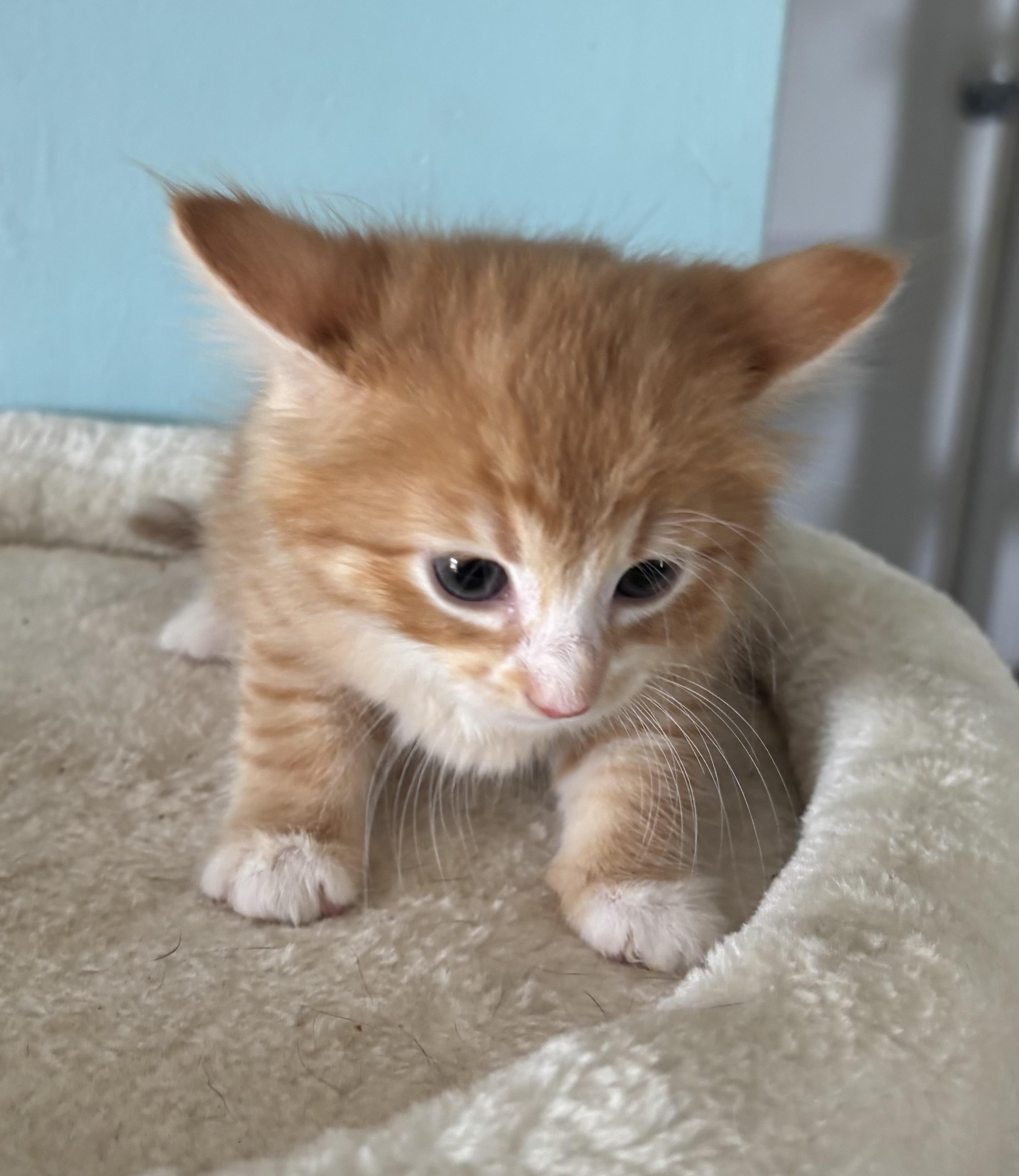 Enlarge Peanut, an adopted Domestic Short Hair in GREENVILLE, NC image 1/1