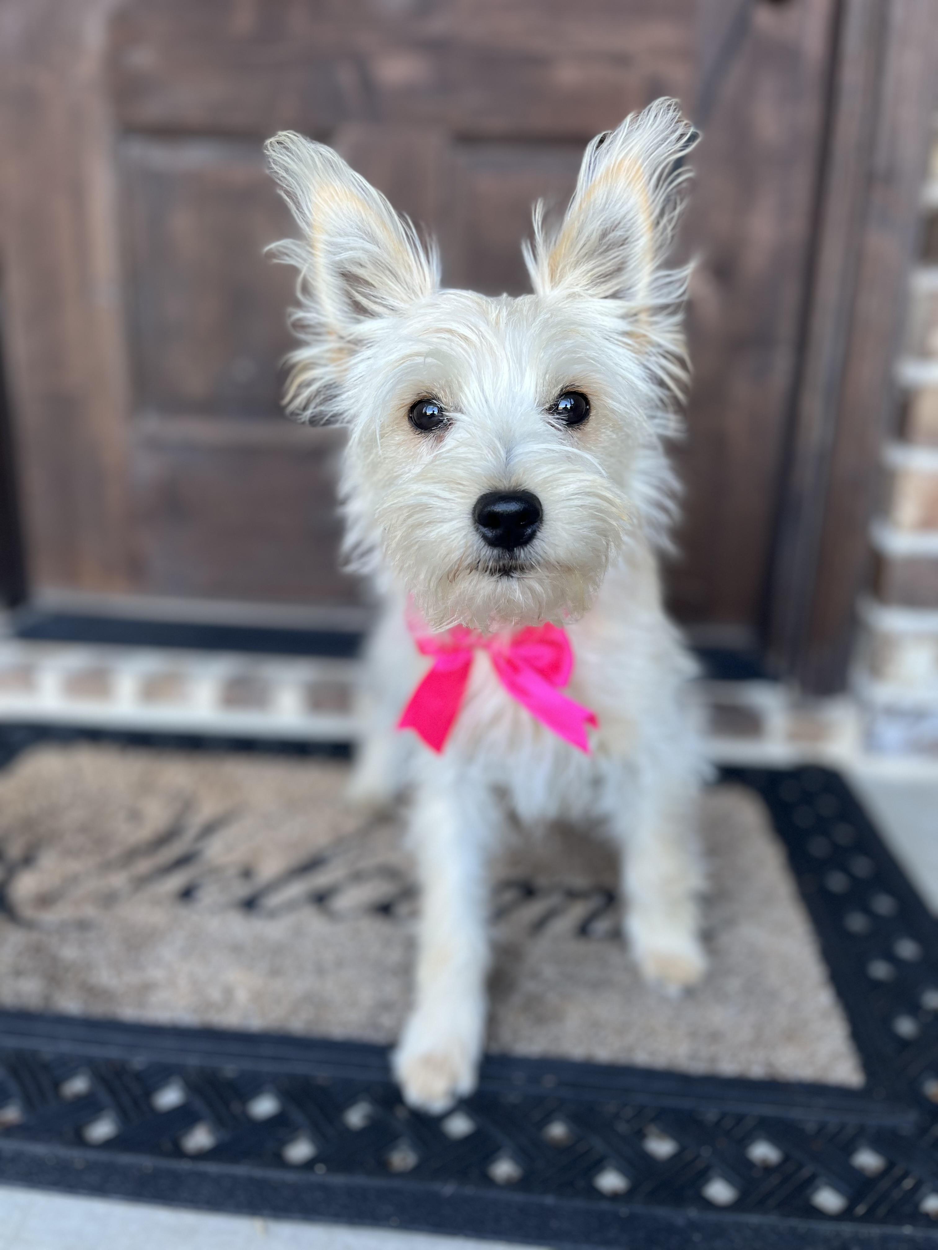 Enlarge Bianca, a ADOPTABLE mixed breed in Mendham, NJ image 5/6