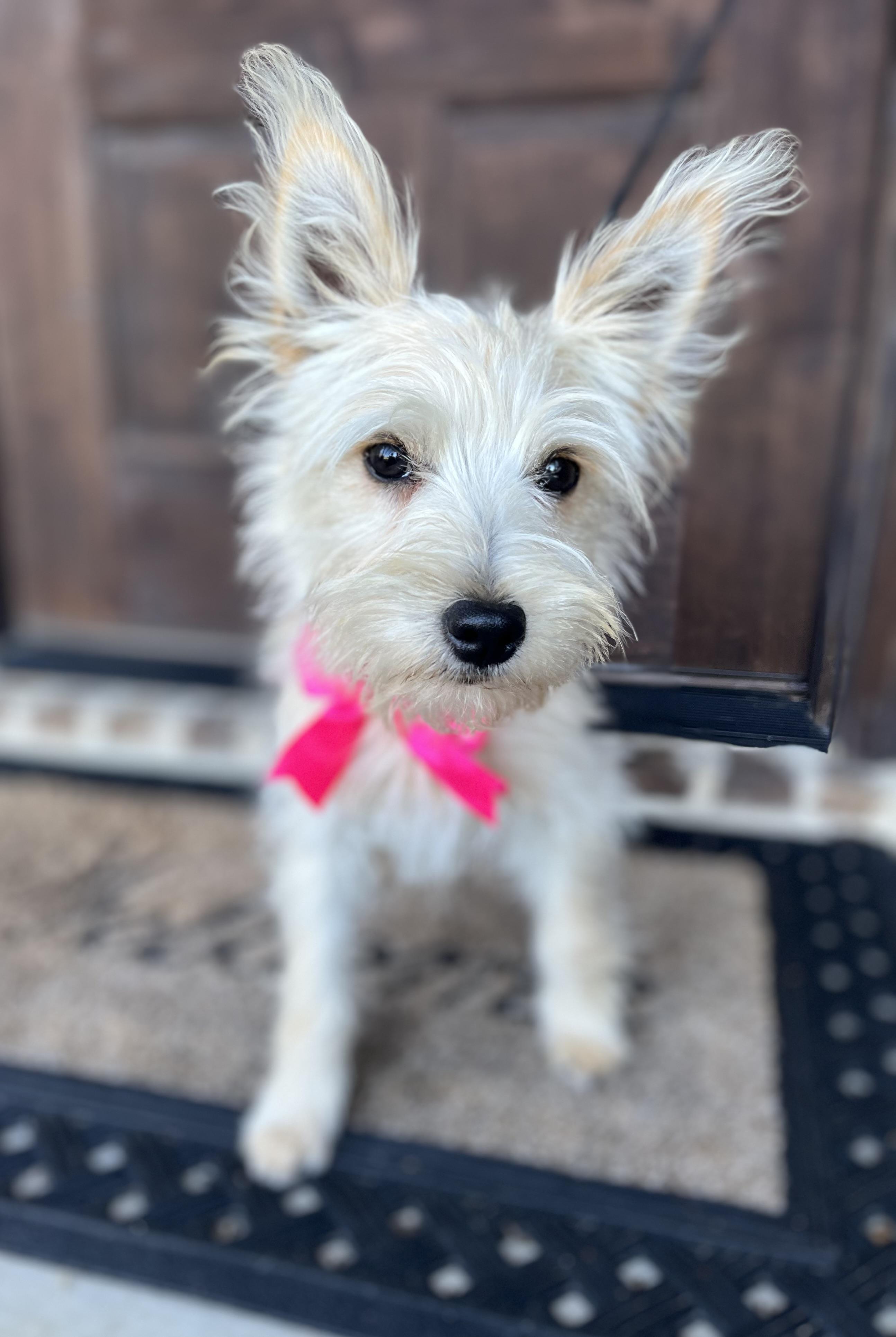 Enlarge Bianca, a ADOPTABLE mixed breed in Mendham, NJ image 2/6