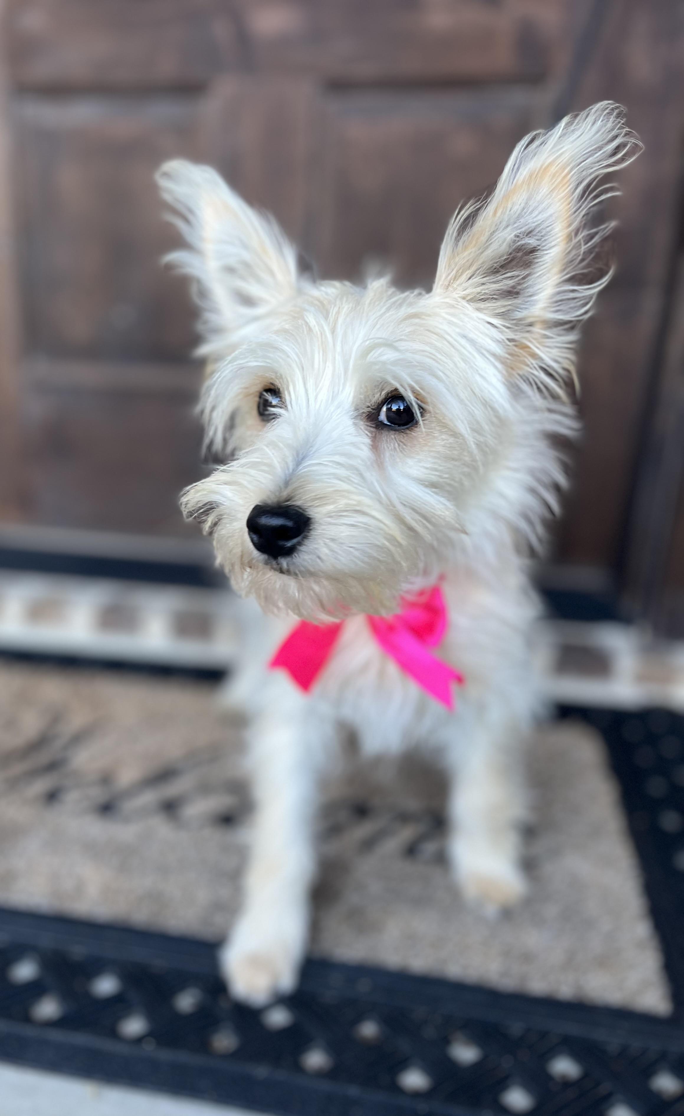 Enlarge Bianca, a ADOPTABLE mixed breed in Mendham, NJ image 4/6