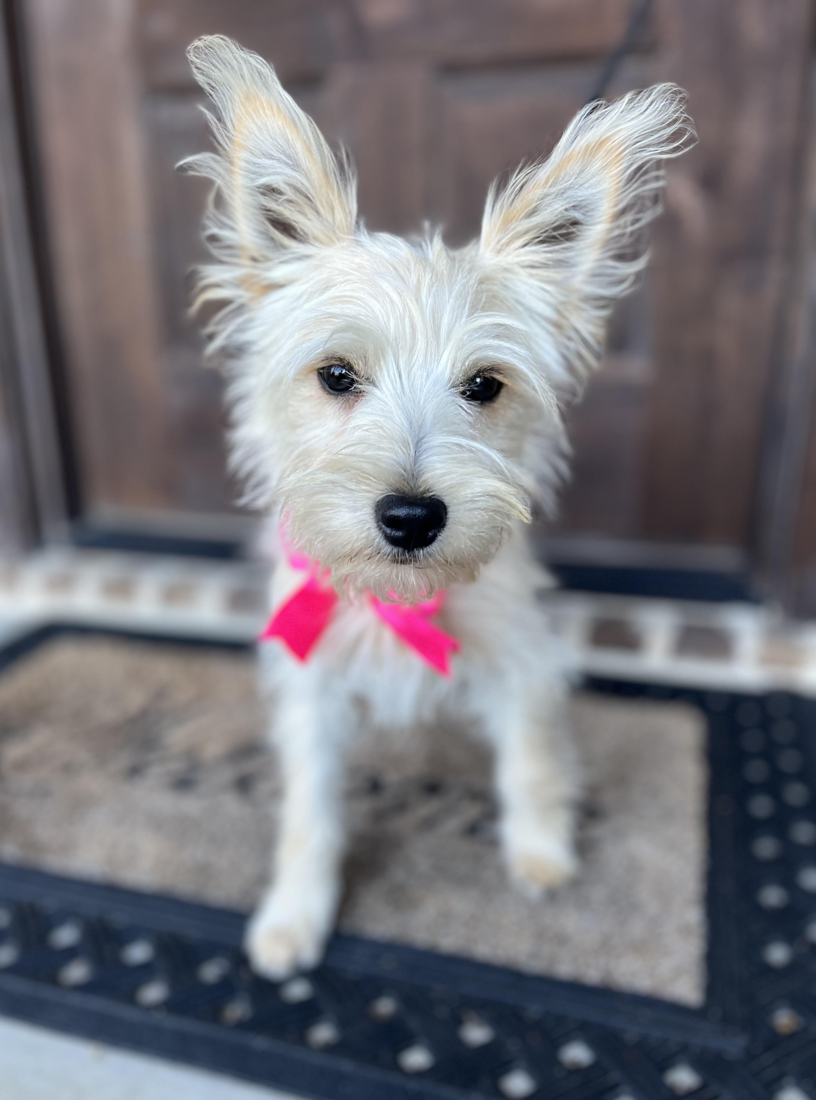 Enlarge Bianca, a ADOPTABLE mixed breed in Mendham, NJ image 6/6