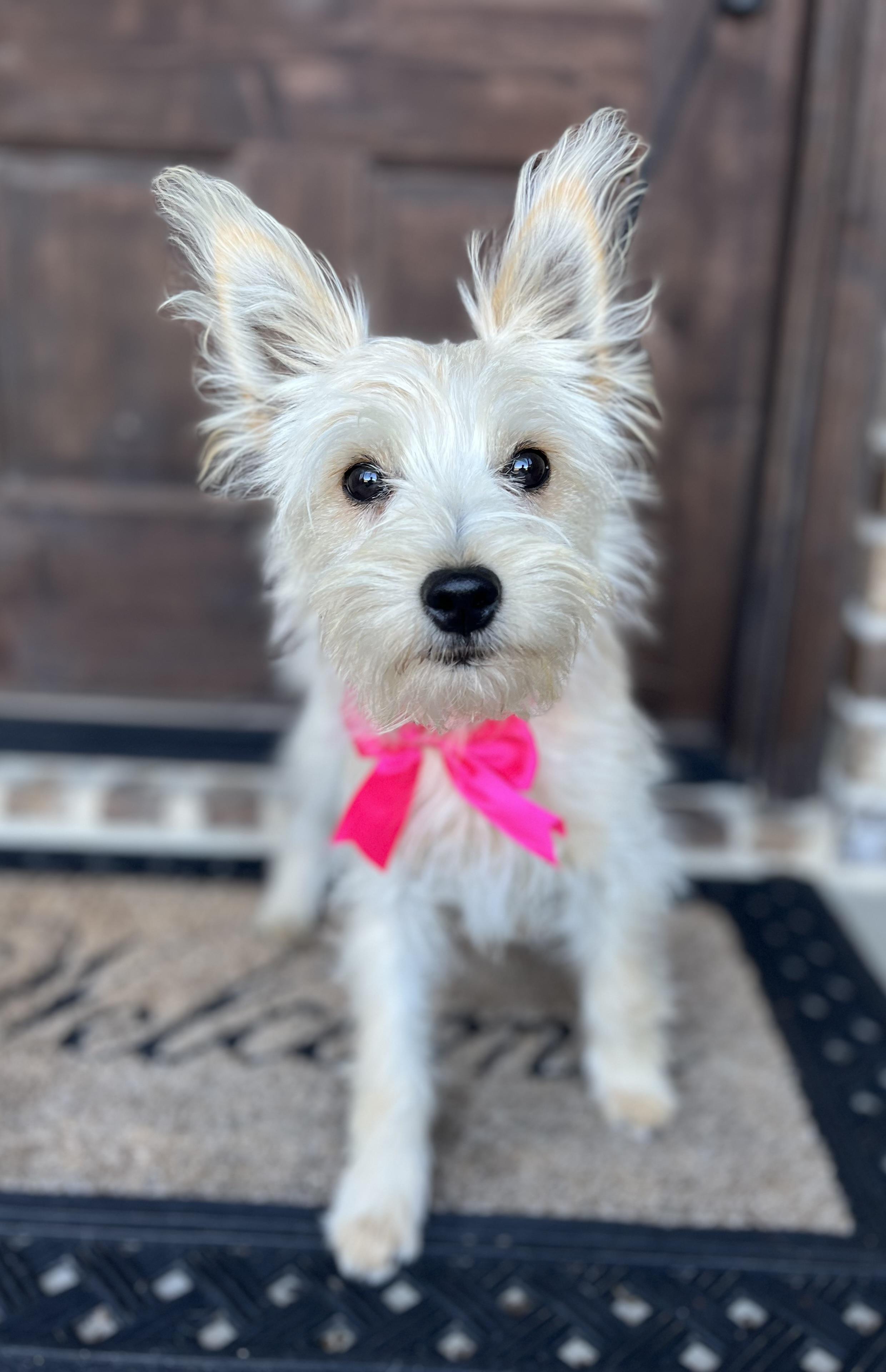 Enlarge Bianca, a ADOPTABLE mixed breed in Mendham, NJ image 3/6