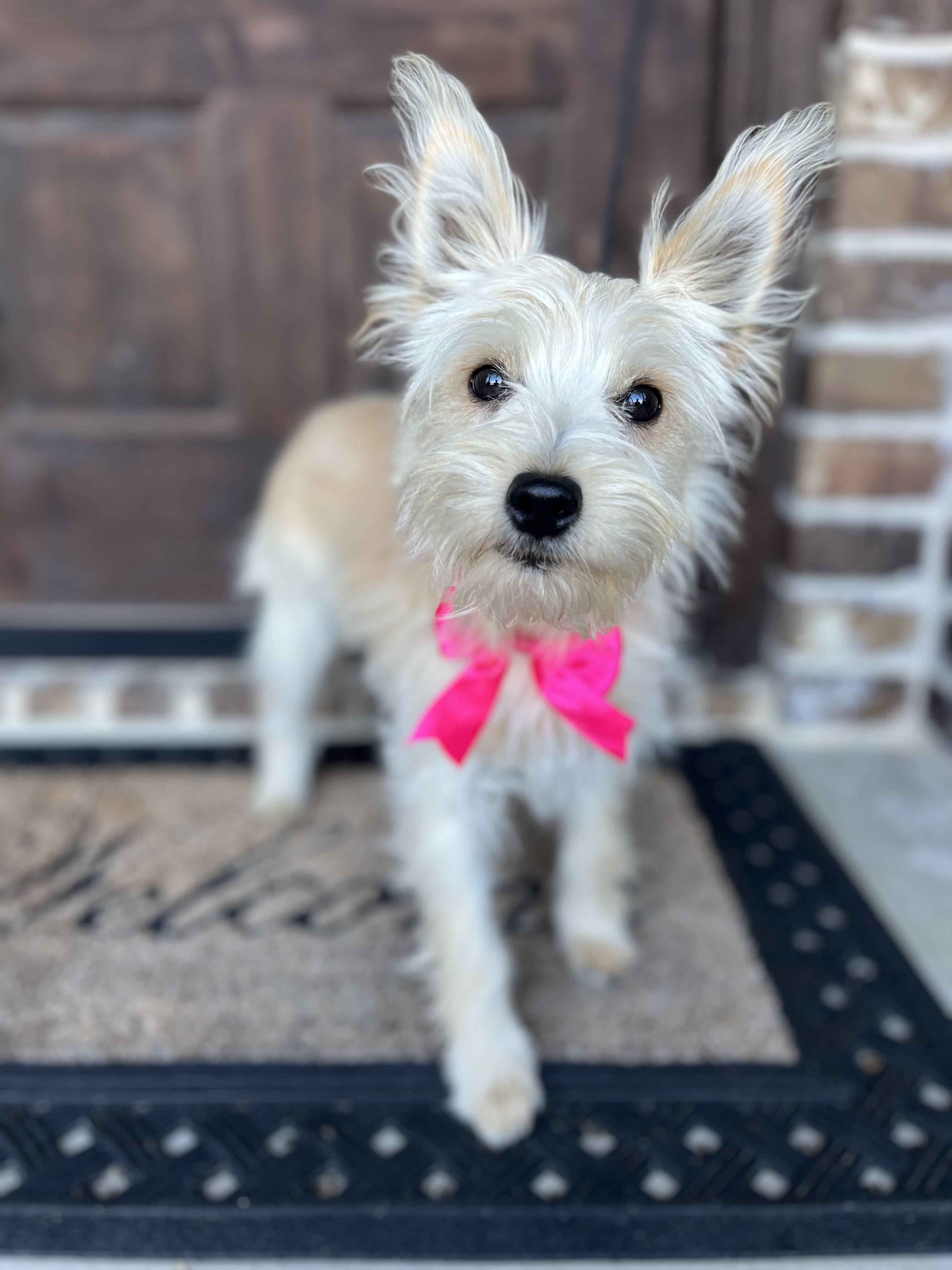 Enlarge Bianca, a ADOPTABLE mixed breed in Mendham, NJ image 1/6