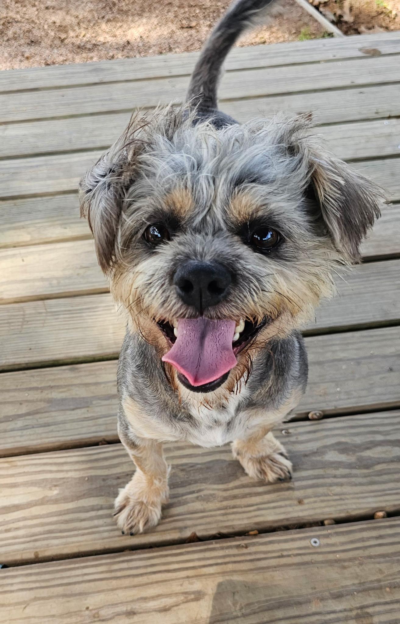 Enlarge BARLEY, a Adoptable mixed breed in East Syracuse, NY image 4/6