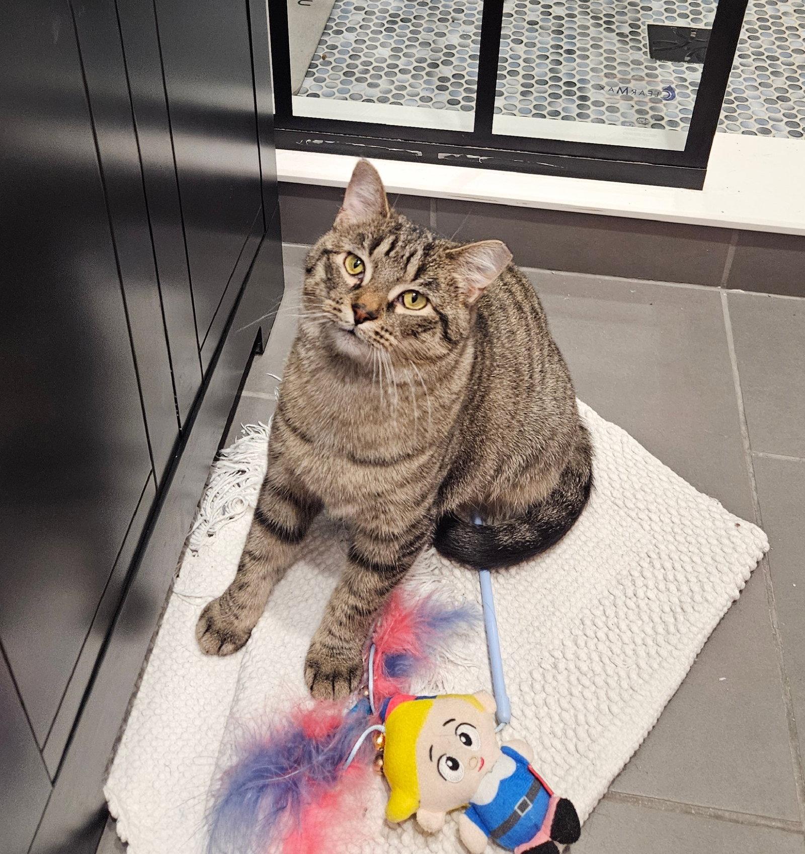 Enlarge Monday, a Adoptable Domestic Short Hair in Wheaton, IL image 1/3