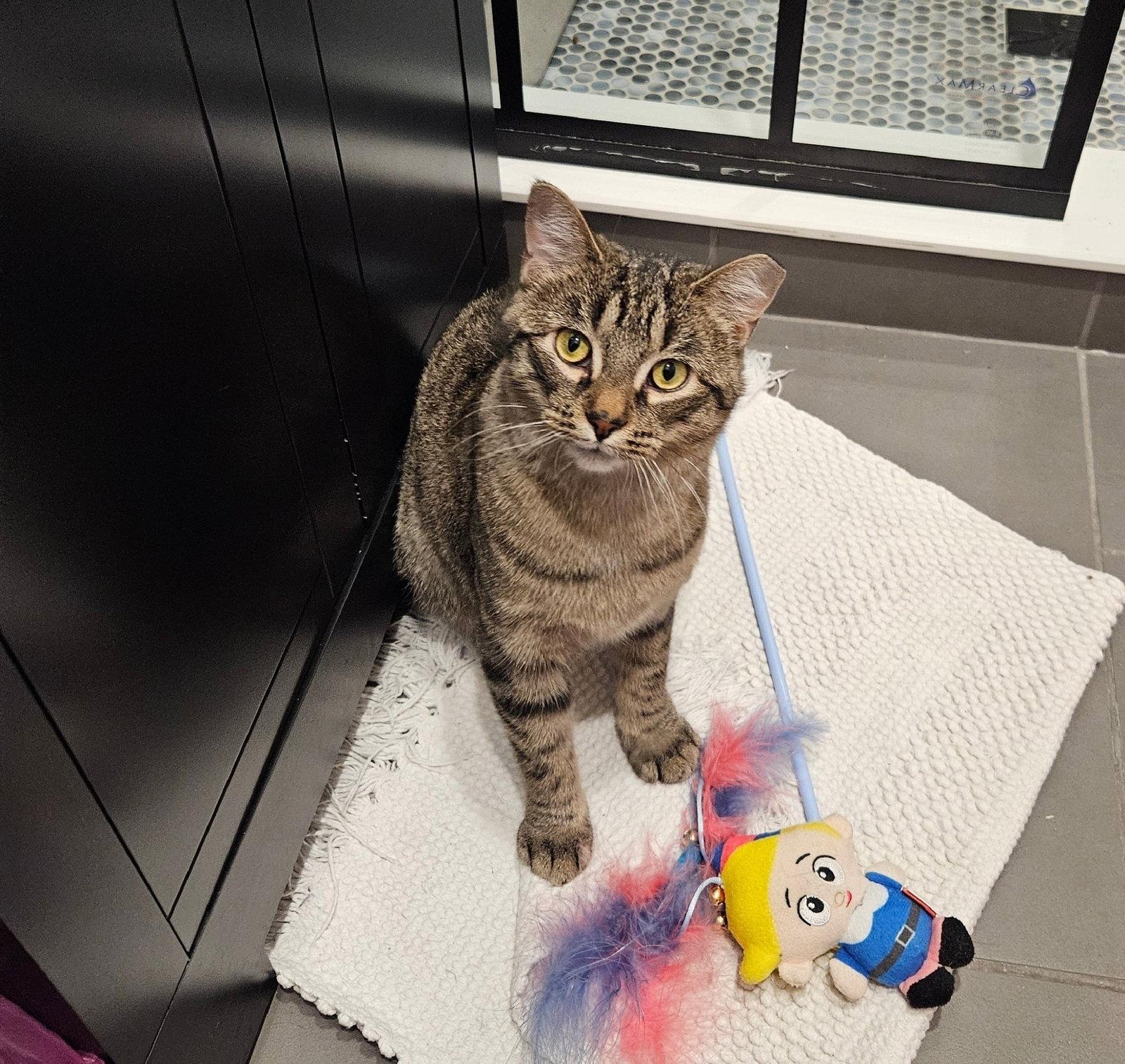 Enlarge Monday, a Adoptable Domestic Short Hair in Wheaton, IL image 2/3