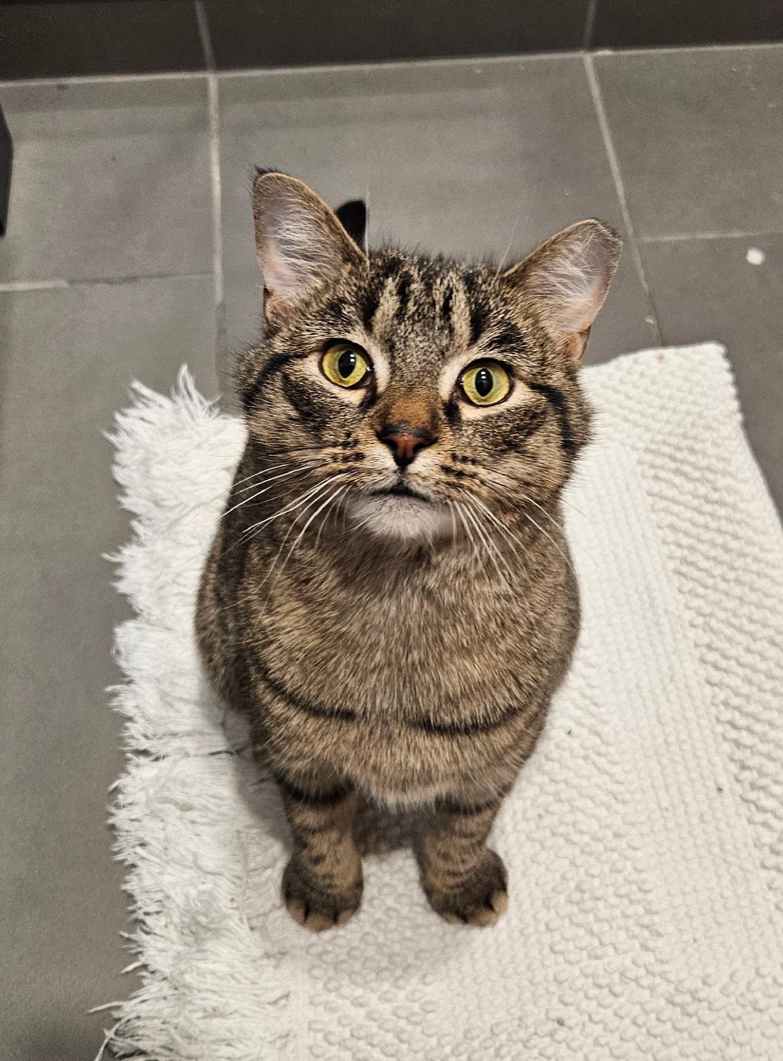 Enlarge Monday, a Adoptable Domestic Short Hair in Wheaton, IL image 3/3