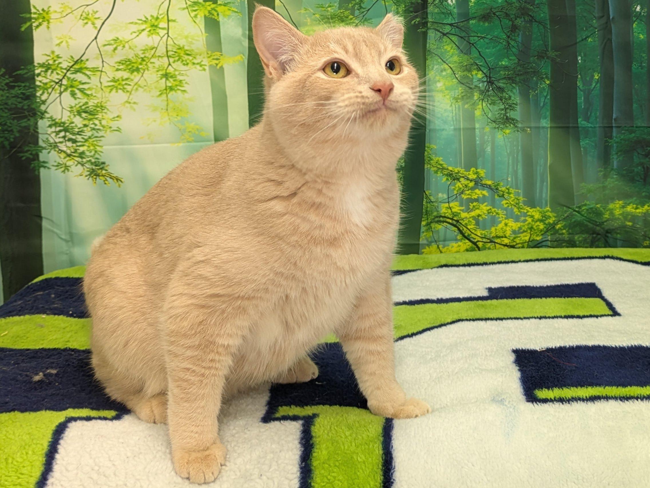 Enlarge Colby SHY CAT SPECIAL $20, a Adoptable mixed breed in North Bend, WA image 3/6