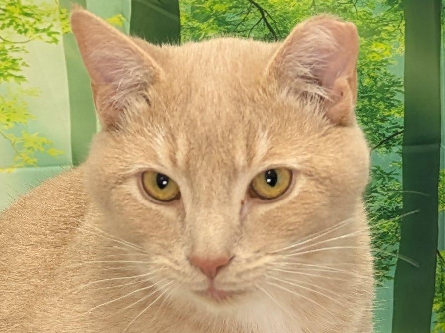 Enlarge Colby SHY CAT SPECIAL $20, a Adoptable mixed breed in North Bend, WA image 5/6