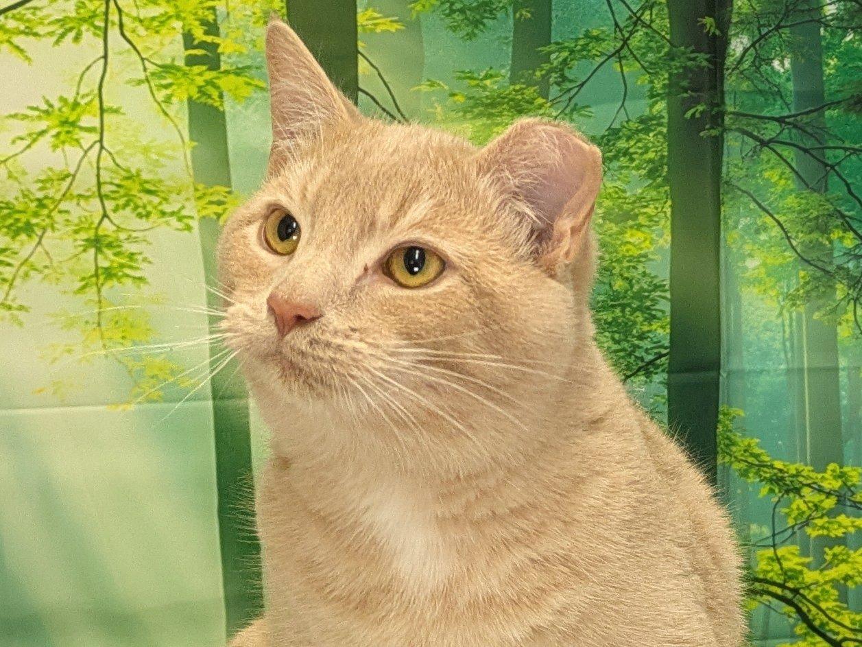 Colby SHY CAT SPECIAL $20, Adoptable, Young Male Tabby & Domestic Short Hair.