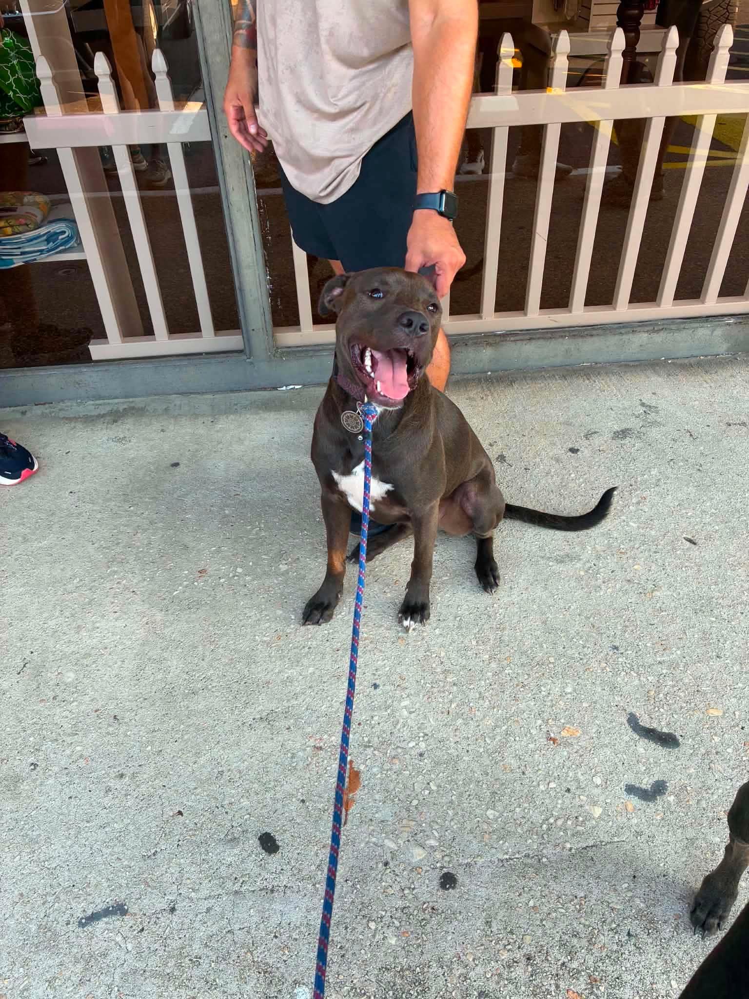 Midnight, ADOPTABLE, Adult Male Pit Bull Terrier.