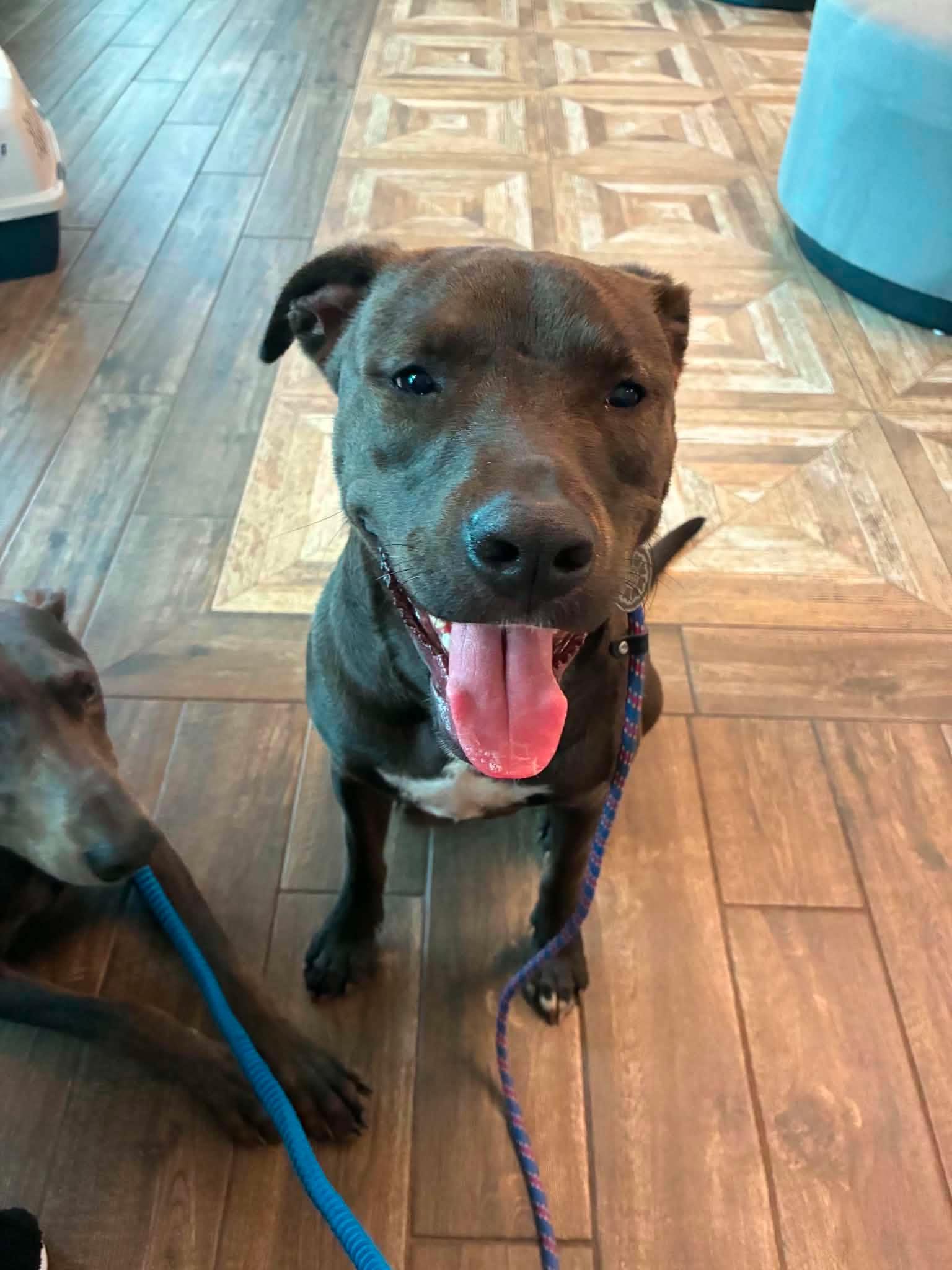 Midnight, a ADOPTABLE mixed breed in Aberdeen, NC image 3/5