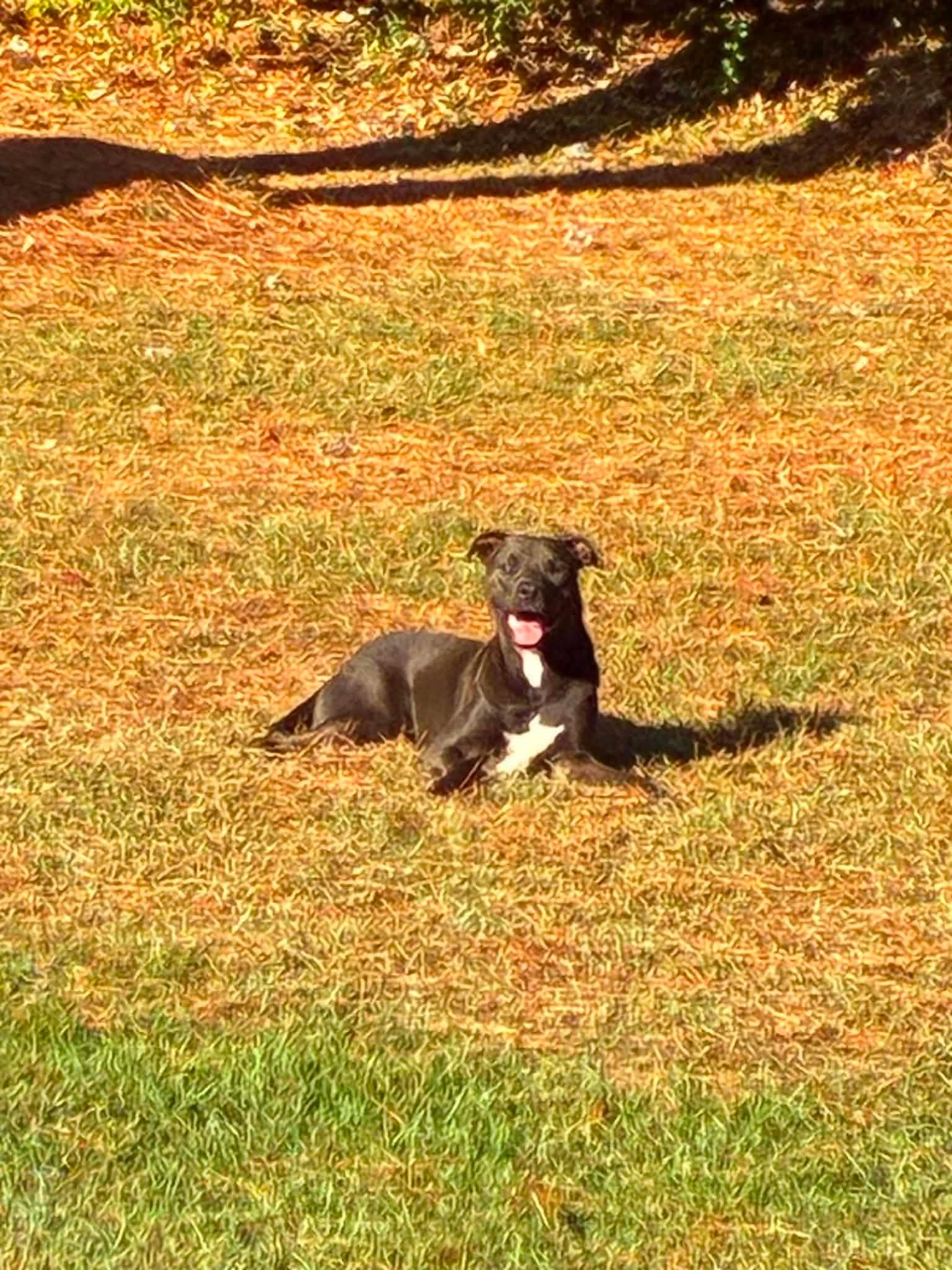 Midnight, a ADOPTABLE mixed breed in Aberdeen, NC image 5/5