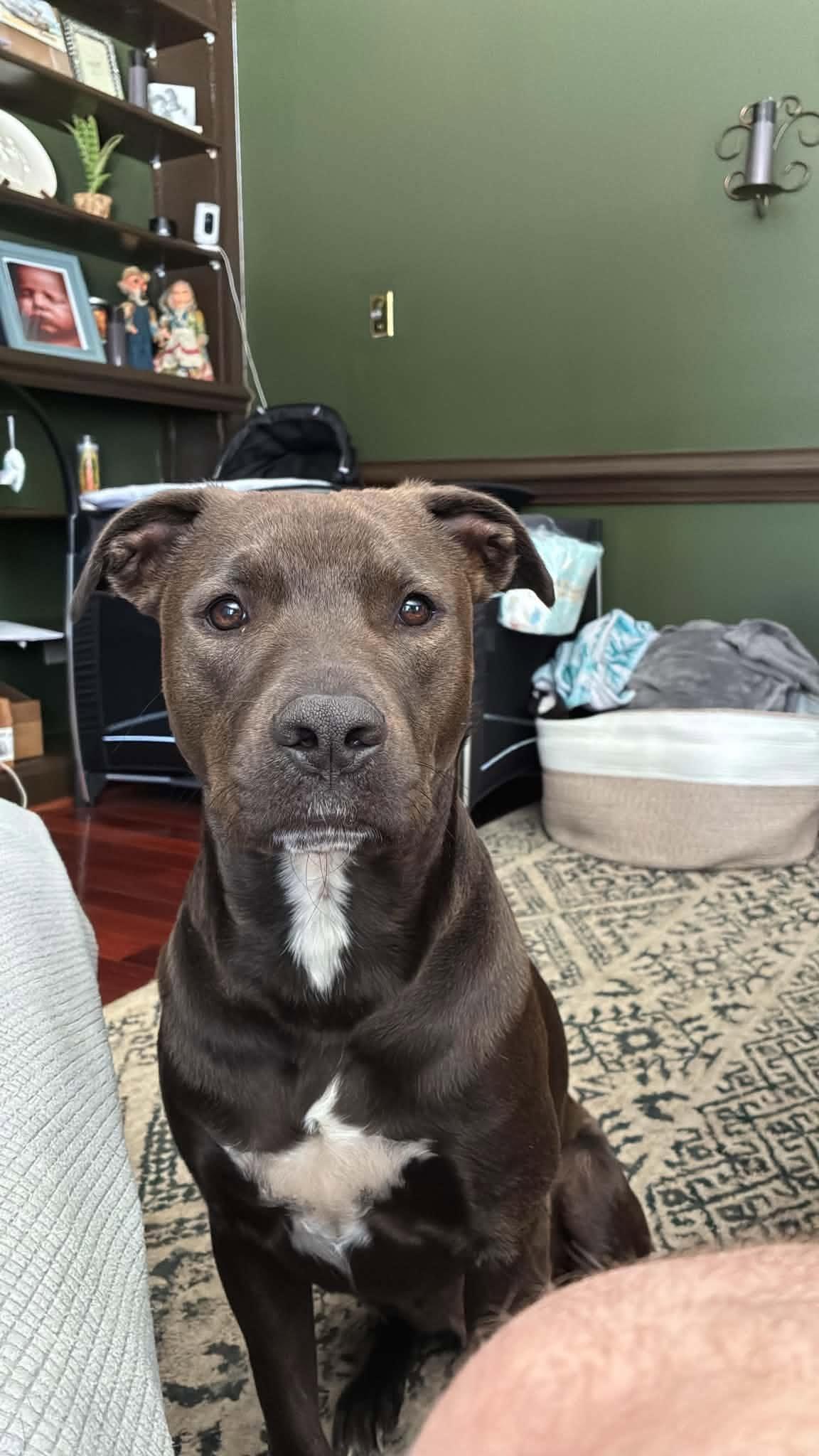 Midnight, a ADOPTABLE mixed breed in Aberdeen, NC image 2/5