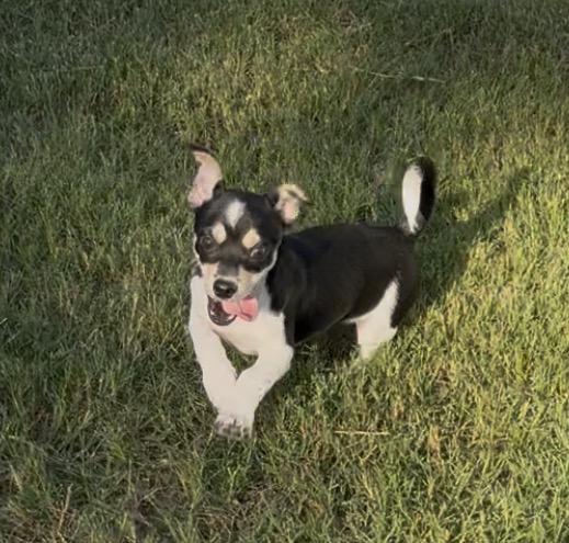 Clove in Texarkana TX, ADOPTABLE, Puppy Male Chihuahua.