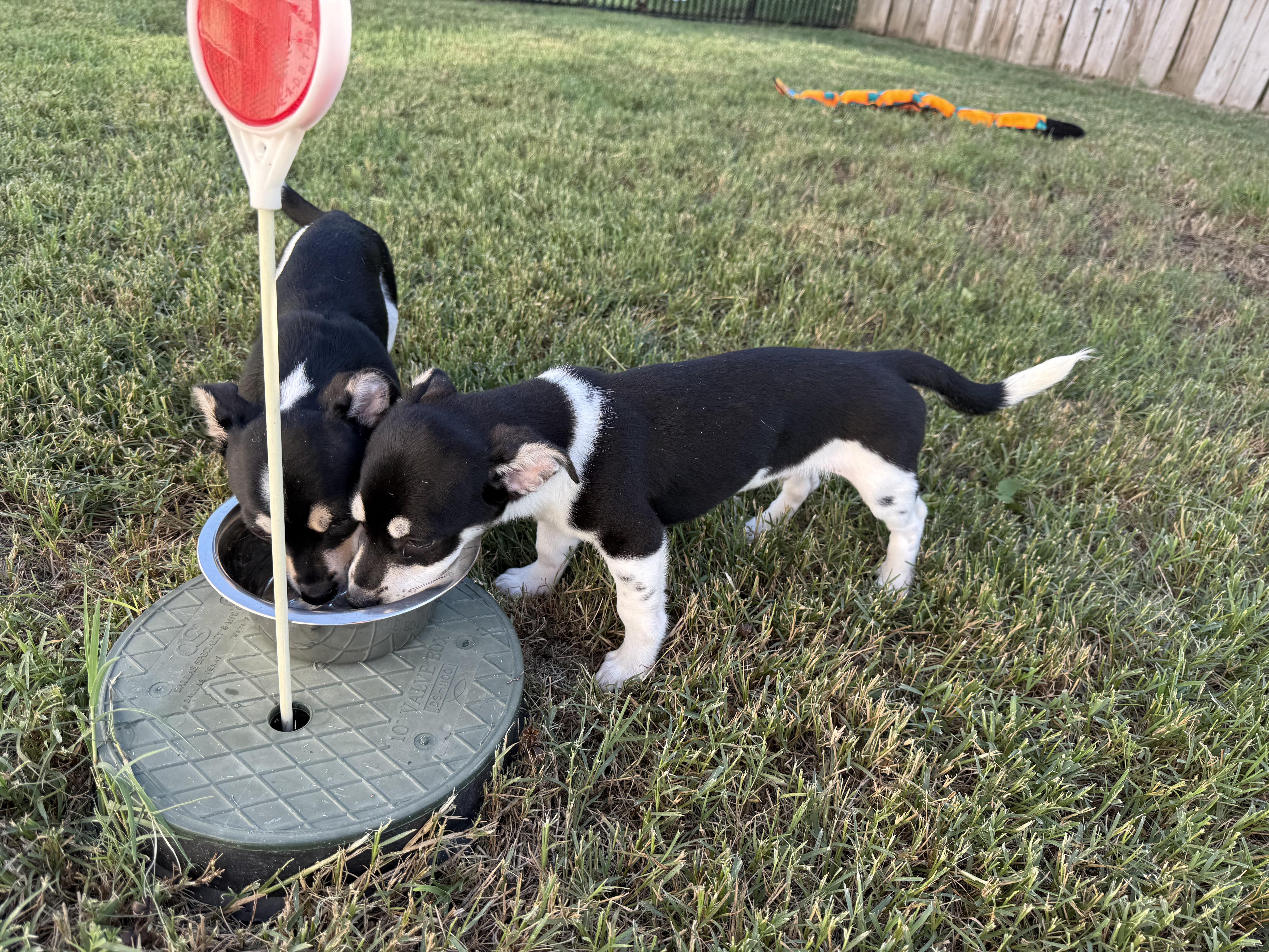Clove in Texarkana TX, a ADOPTABLE mixed breed in Texarkana, TX image 3/5