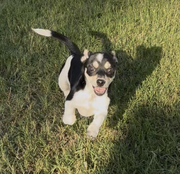 Clove in Texarkana TX, a ADOPTABLE mixed breed in Texarkana, TX image 2/5