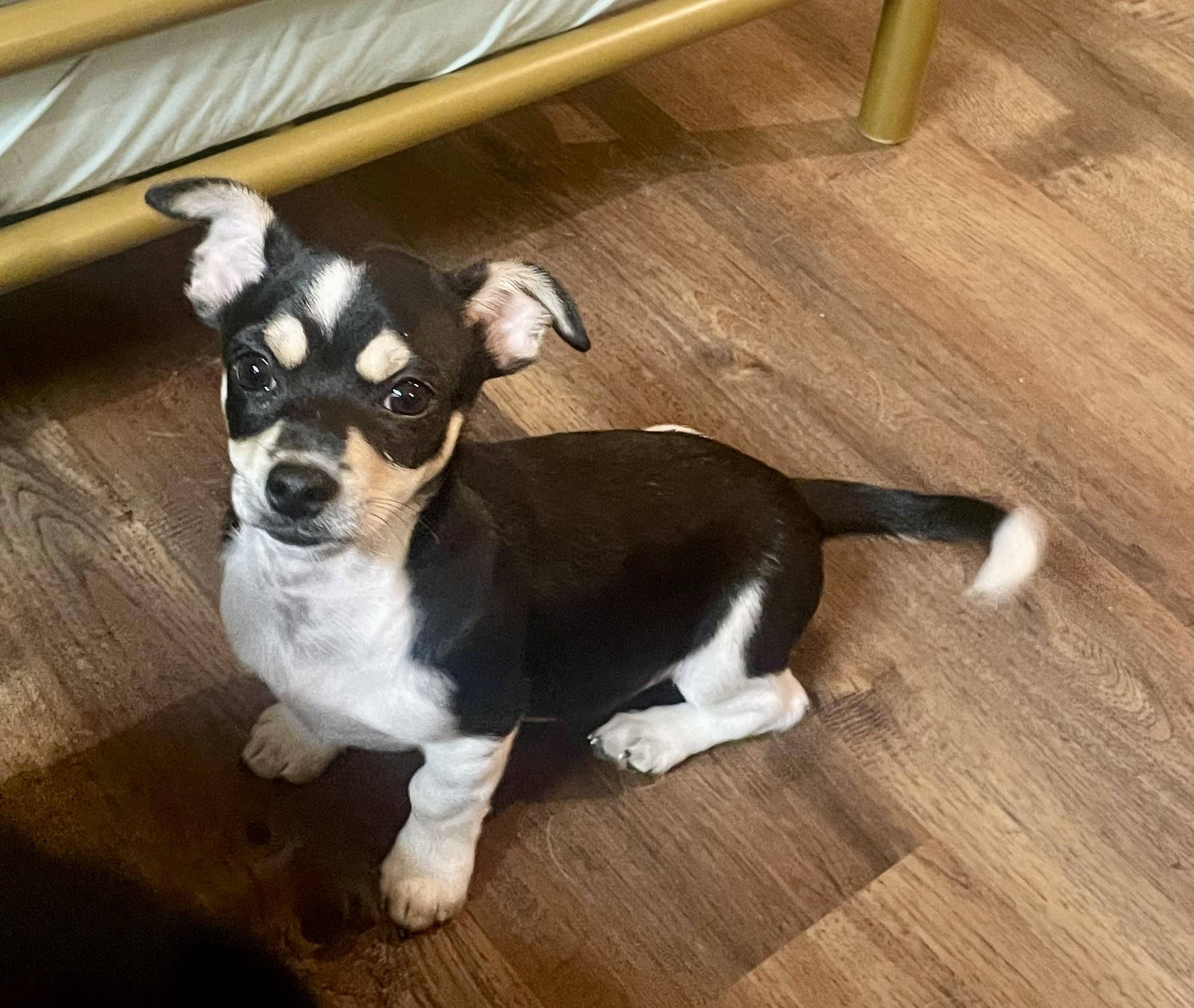 Clove in Texarkana TX, a ADOPTABLE mixed breed in Texarkana, TX image 4/5