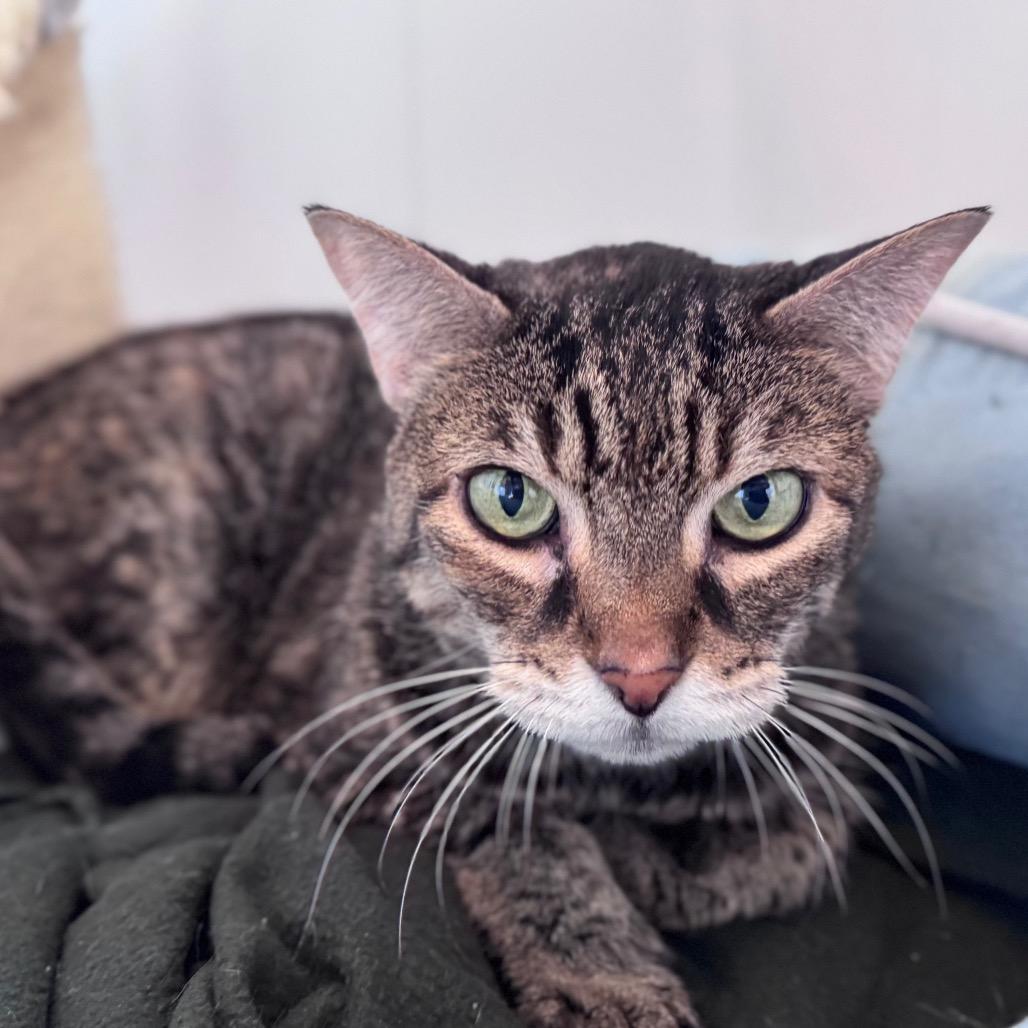 Scarlett, Adoptable, Senior Female Domestic Short Hair.