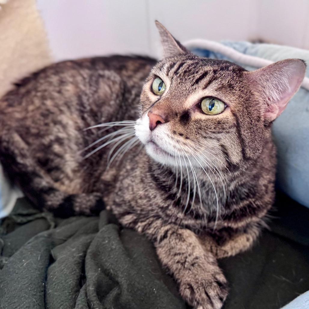 Enlarge Scarlett, a Adoptable Domestic Short Hair in Green Bay, WI image 2/4