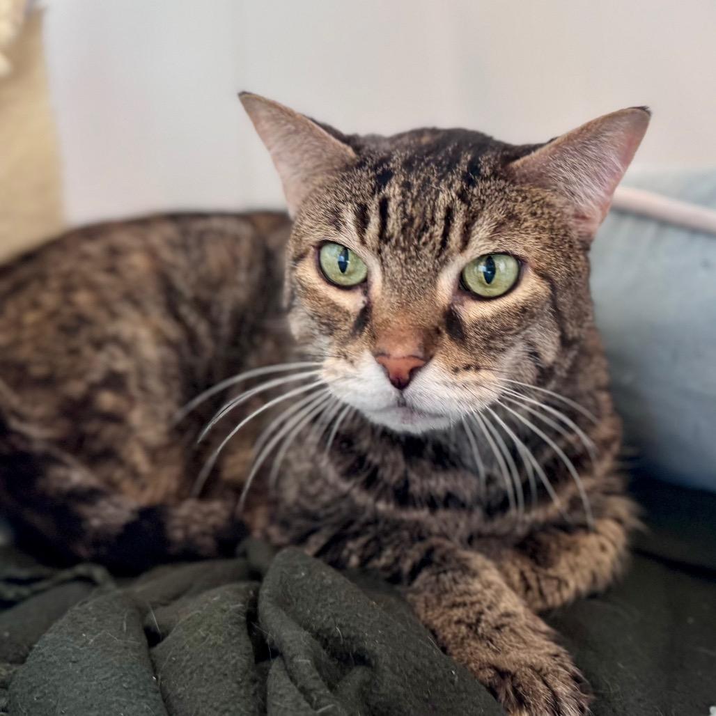 Enlarge Scarlett, a Adoptable Domestic Short Hair in Green Bay, WI image 3/4