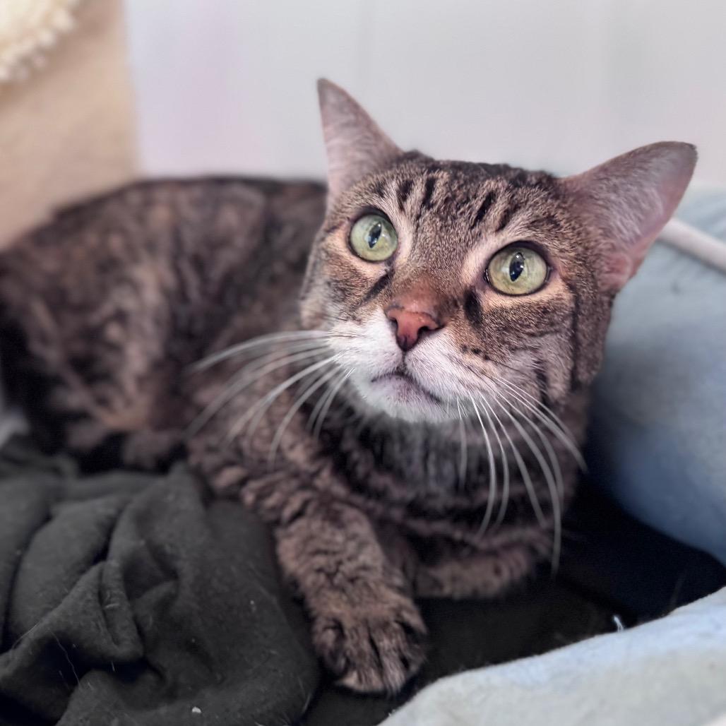 Enlarge Scarlett, a Adoptable Domestic Short Hair in Green Bay, WI image 4/4