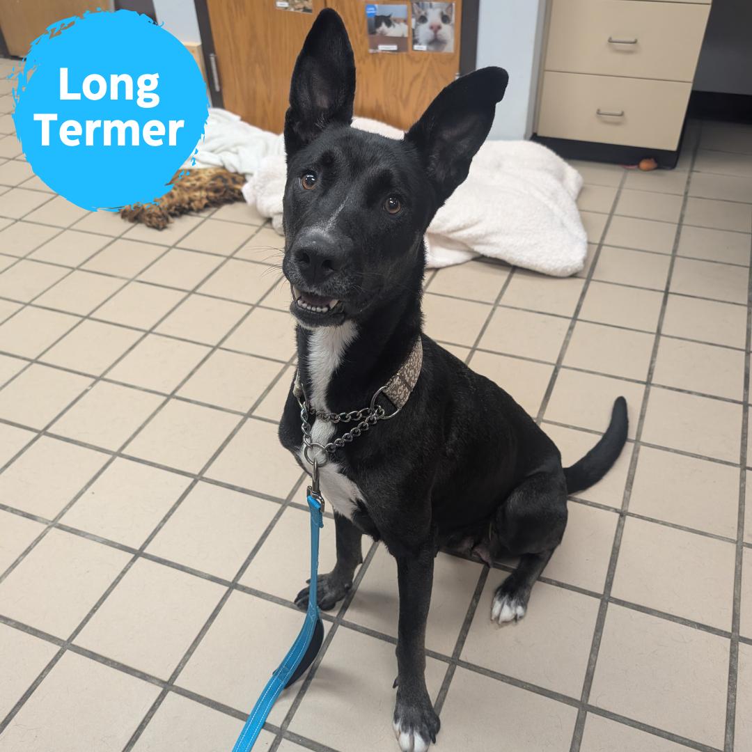 Laika, Adoptable, Adult Female Shepherd.