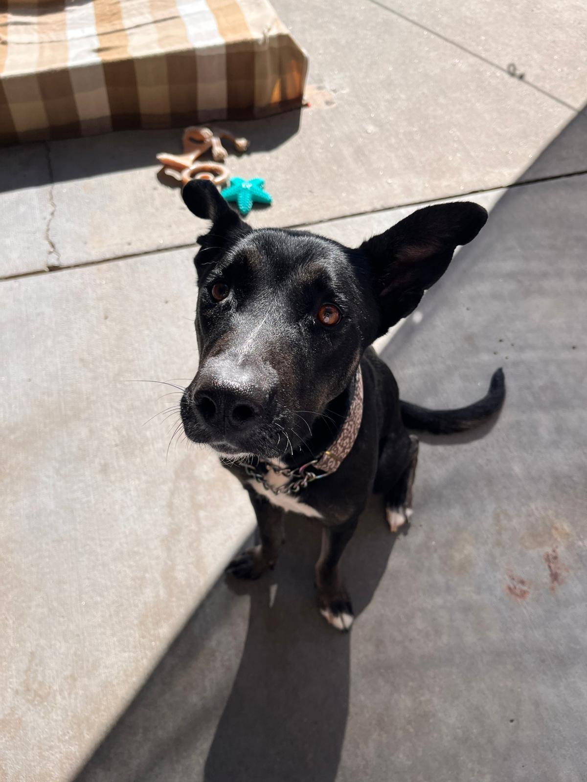 Laika, a Adoptable mixed breed in Renfrew, PA image 4/4