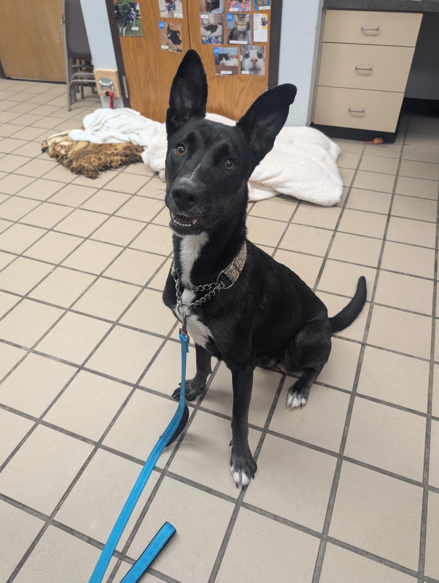 Laika, Adoptable, Adult Female Shepherd.