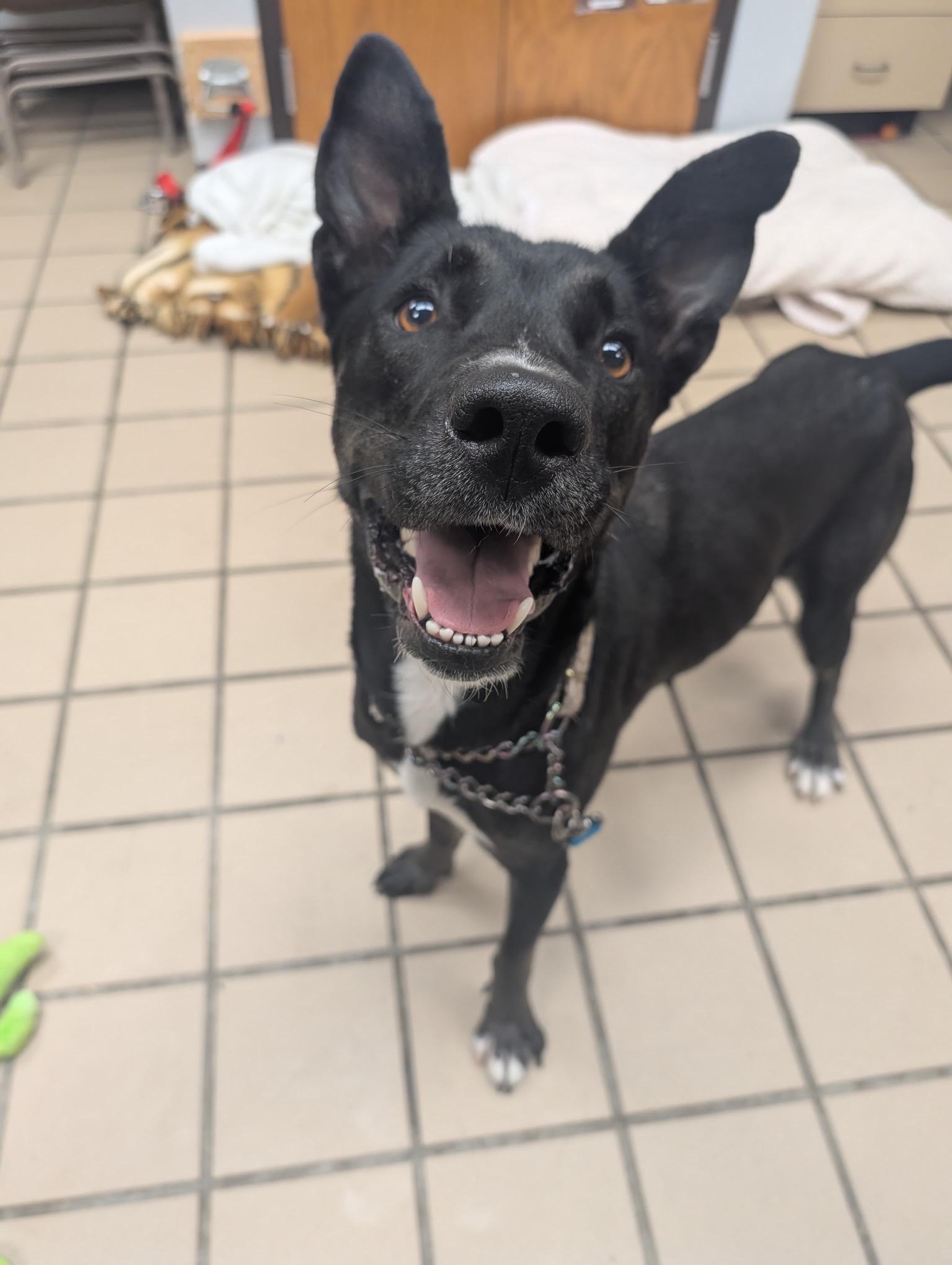 Laika, a Adoptable mixed breed in Renfrew, PA image 2/2