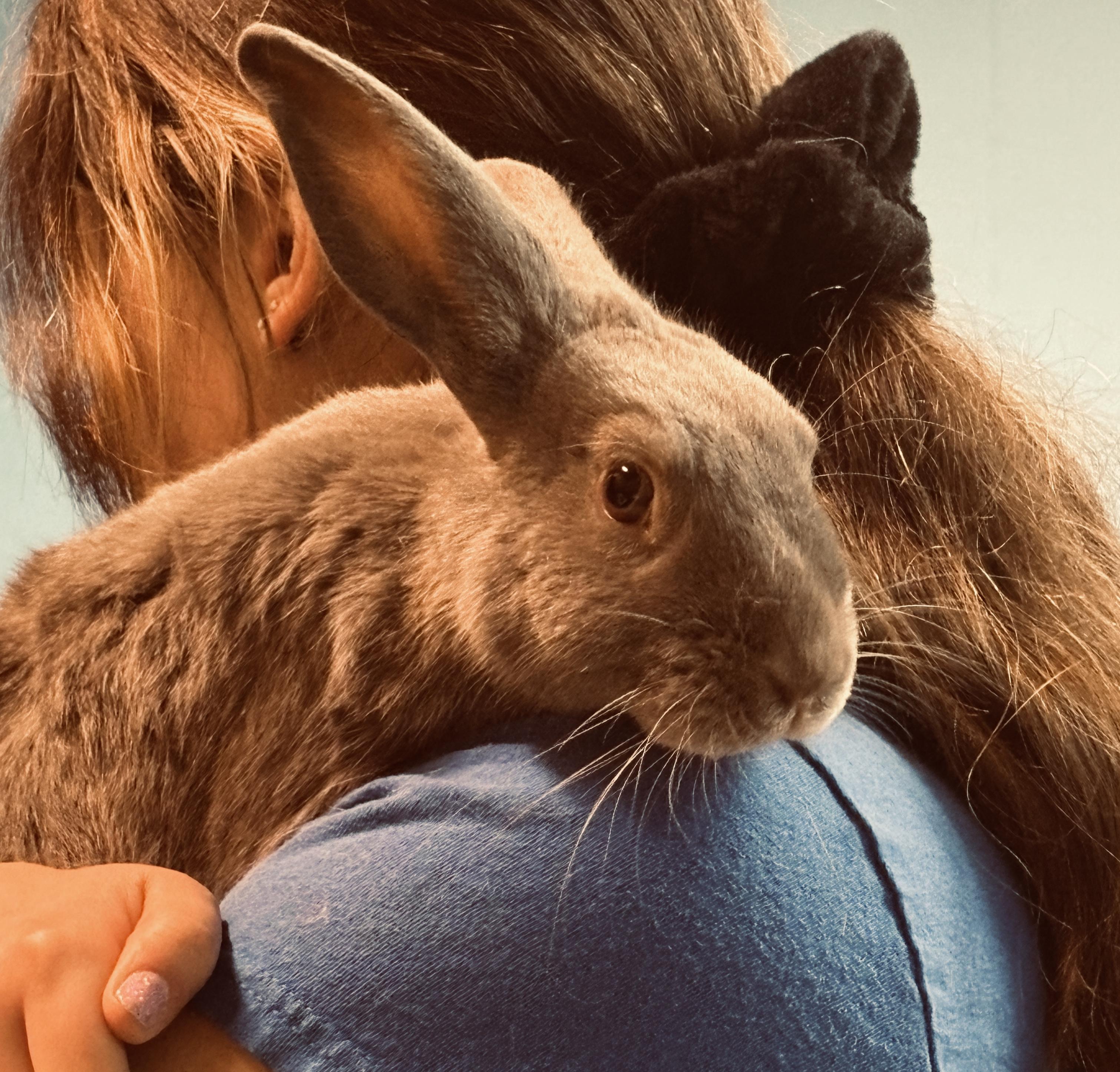 Sydney, Adoptable, Young Male Bunny Rabbit.