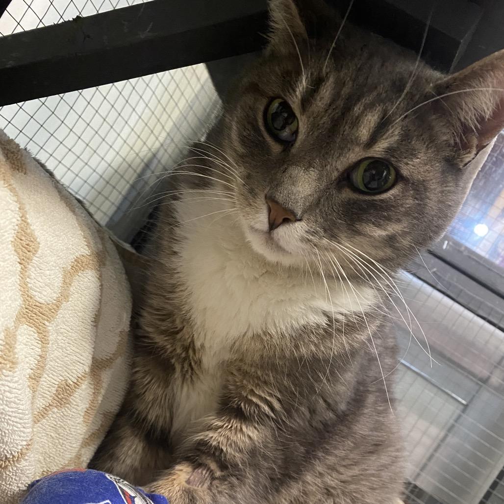 Sunflower, Adoptable, Adult Male Domestic Short Hair.