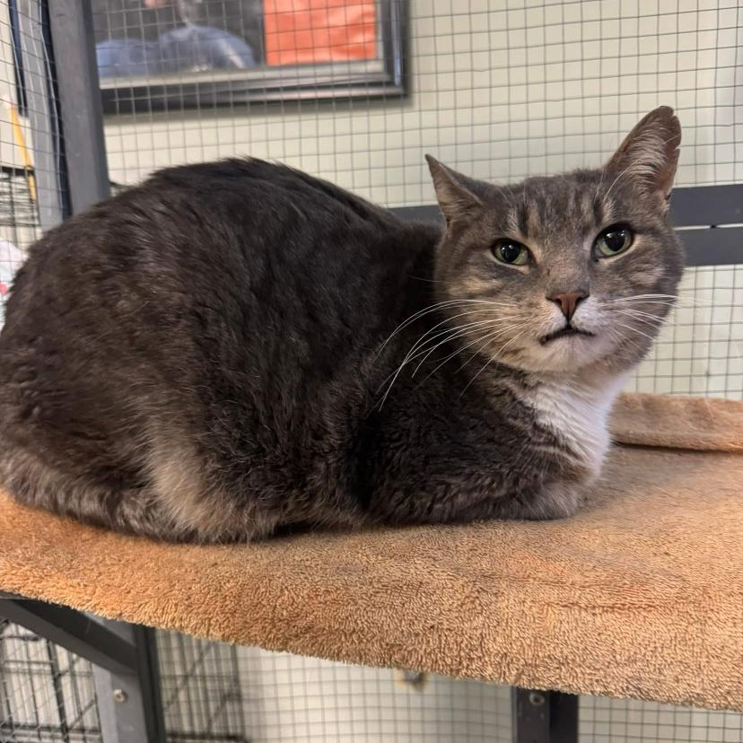 Enlarge Sunflower, a Adoptable Domestic Short Hair in Hamburg, NY image 2/2