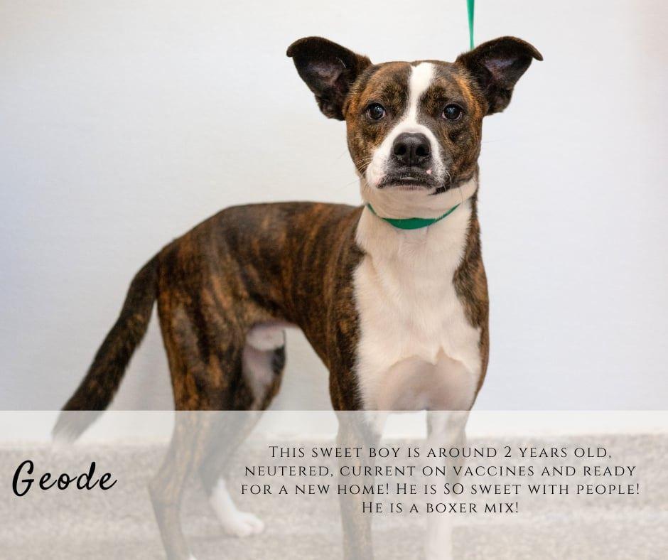 Enlarge Geode, a ADOPTABLE mixed breed in Junction City, KS image 1/1