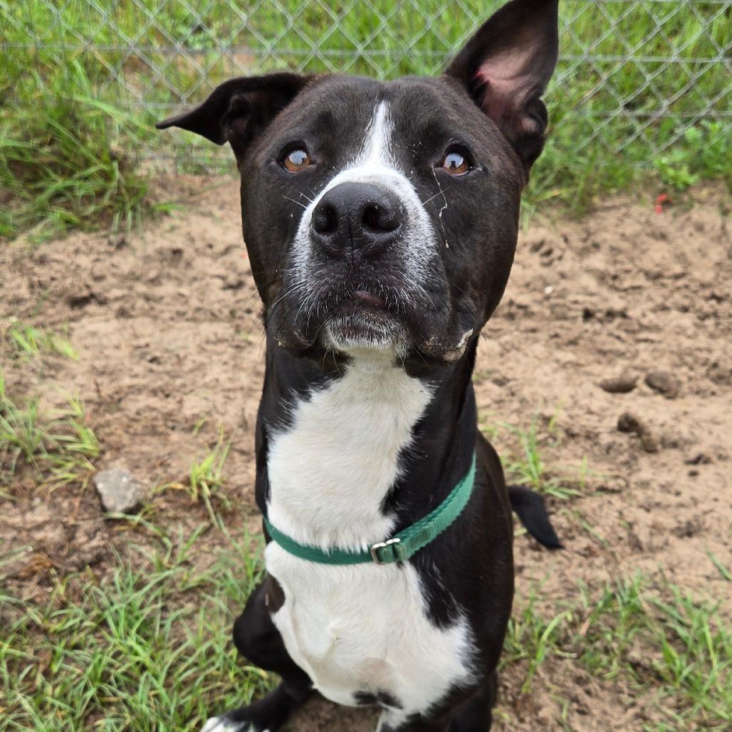 Enlarge Sonic, a Adoptable mixed breed in Ocala, FL image 1/6