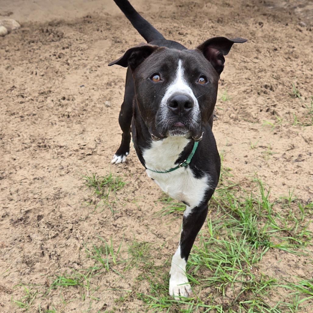 Enlarge Sonic, a Adoptable mixed breed in Ocala, FL image 4/6