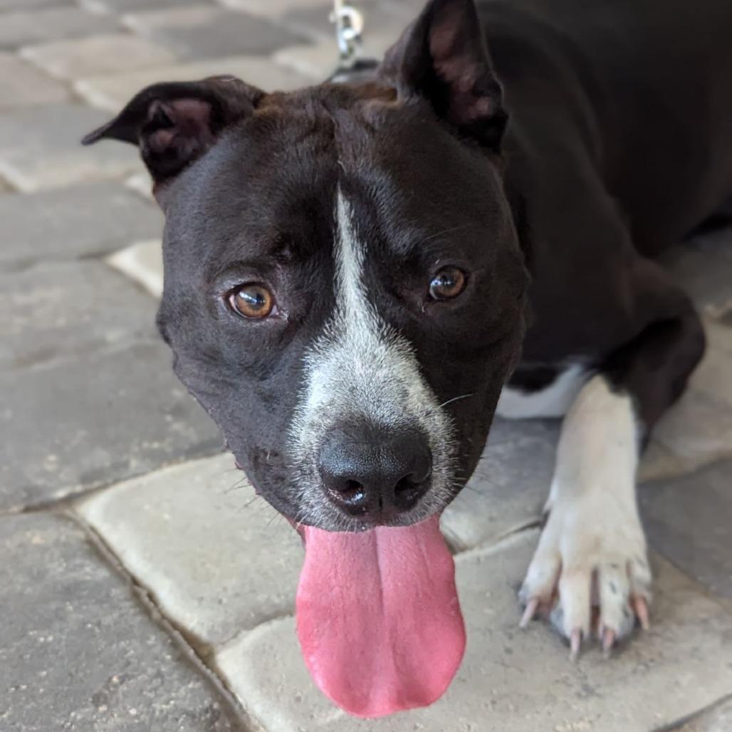 Enlarge Sonic, a Adoptable mixed breed in Ocala, FL image 5/6