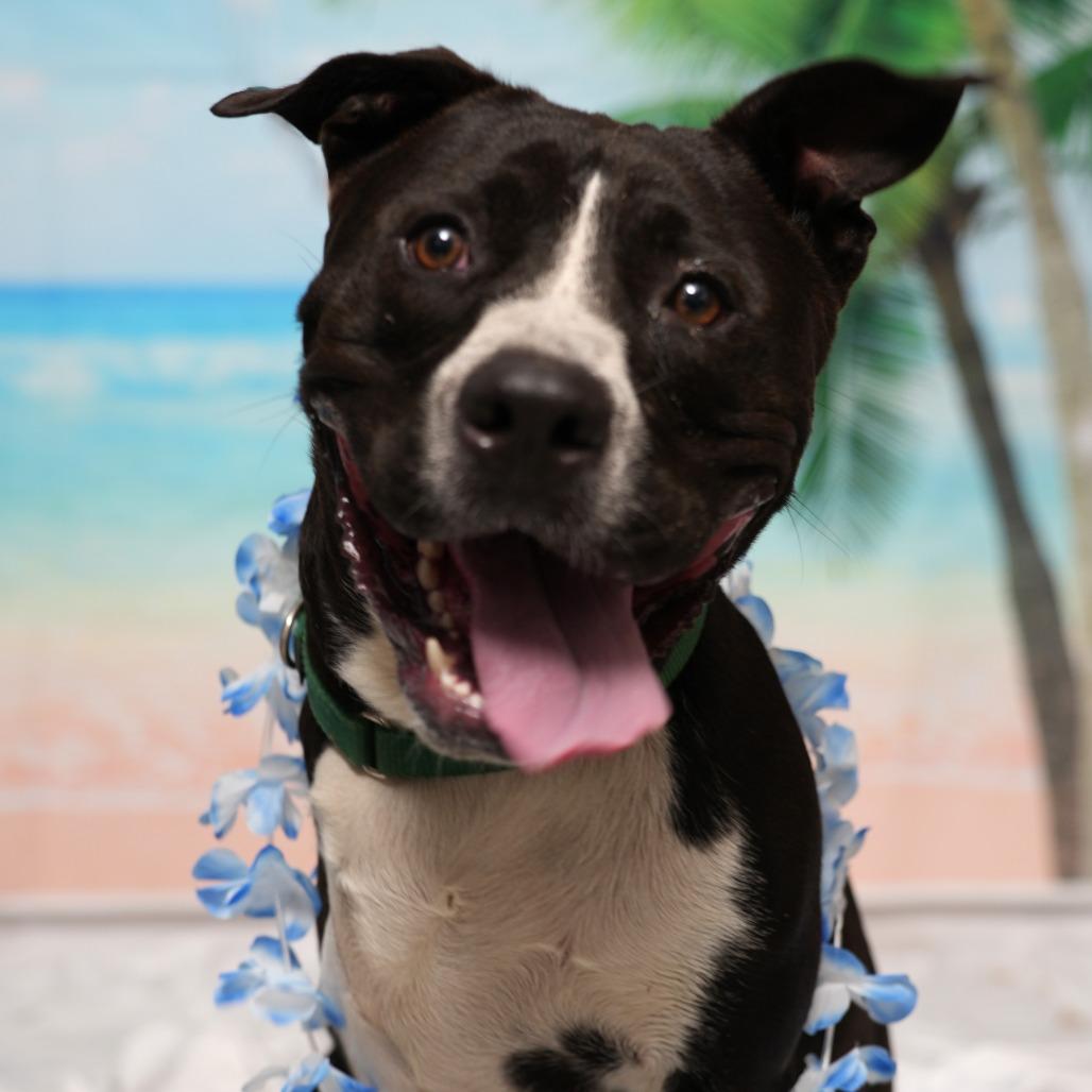 Enlarge Sonic, a Adoptable mixed breed in Ocala, FL image 2/6