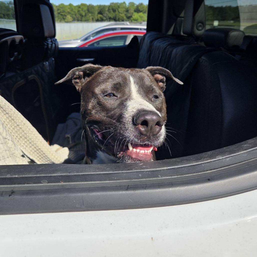 Enlarge Sonic, a Adoptable mixed breed in Ocala, FL image 3/6
