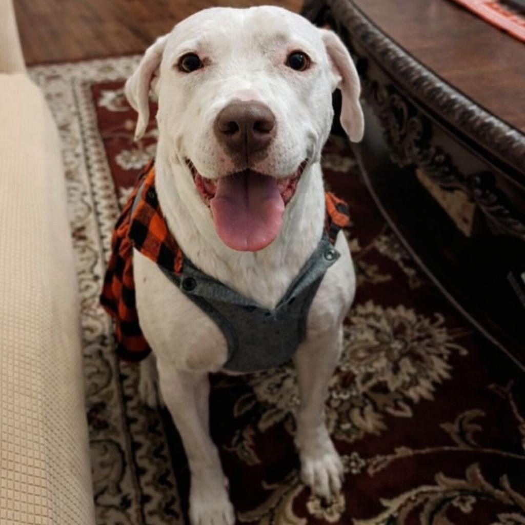 Aurora — thumbnail 6