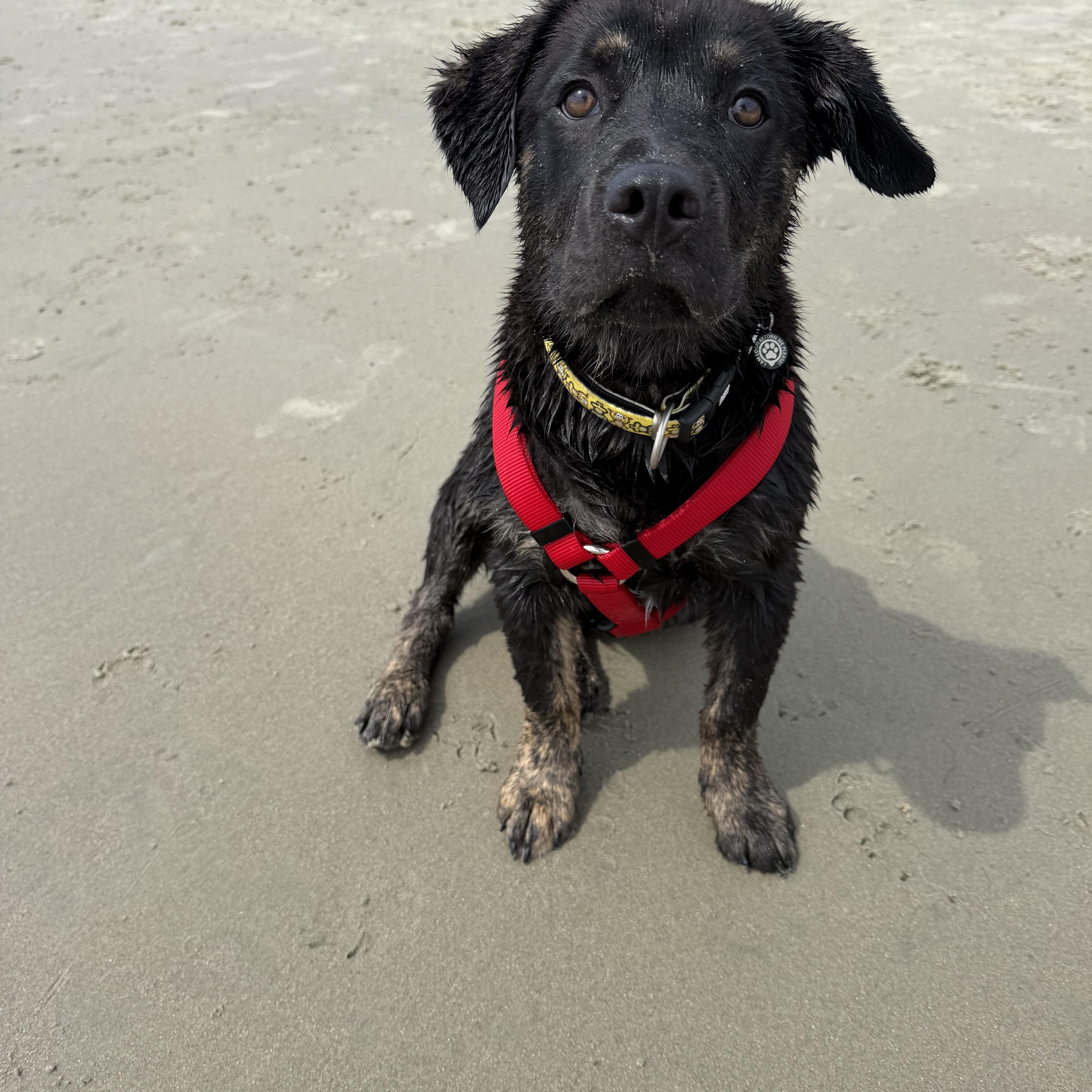 Enlarge Moose, a Adoptable mixed breed in Wando, SC image 3/6