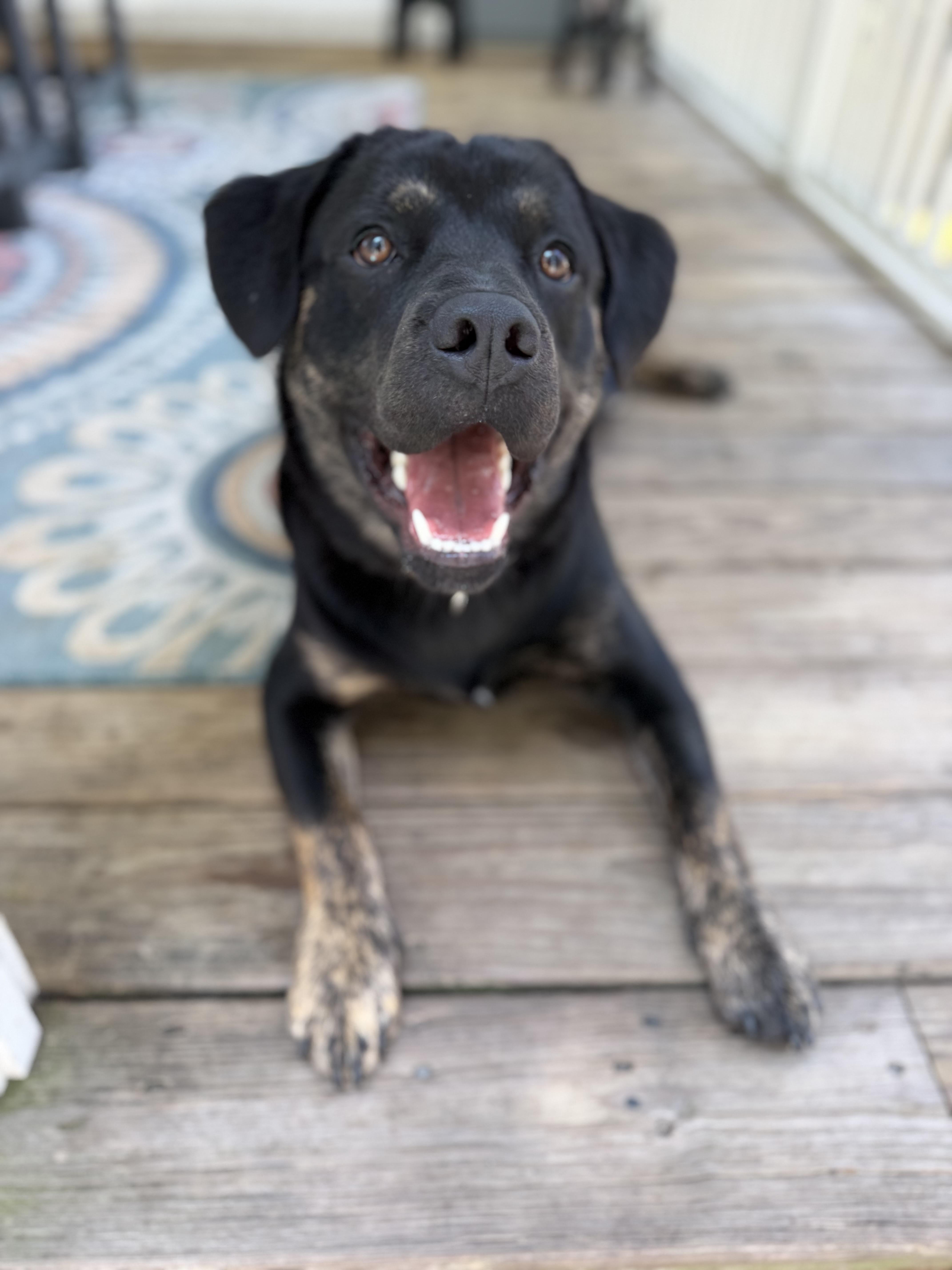 Enlarge Moose, a Adoptable mixed breed in Wando, SC image 6/6