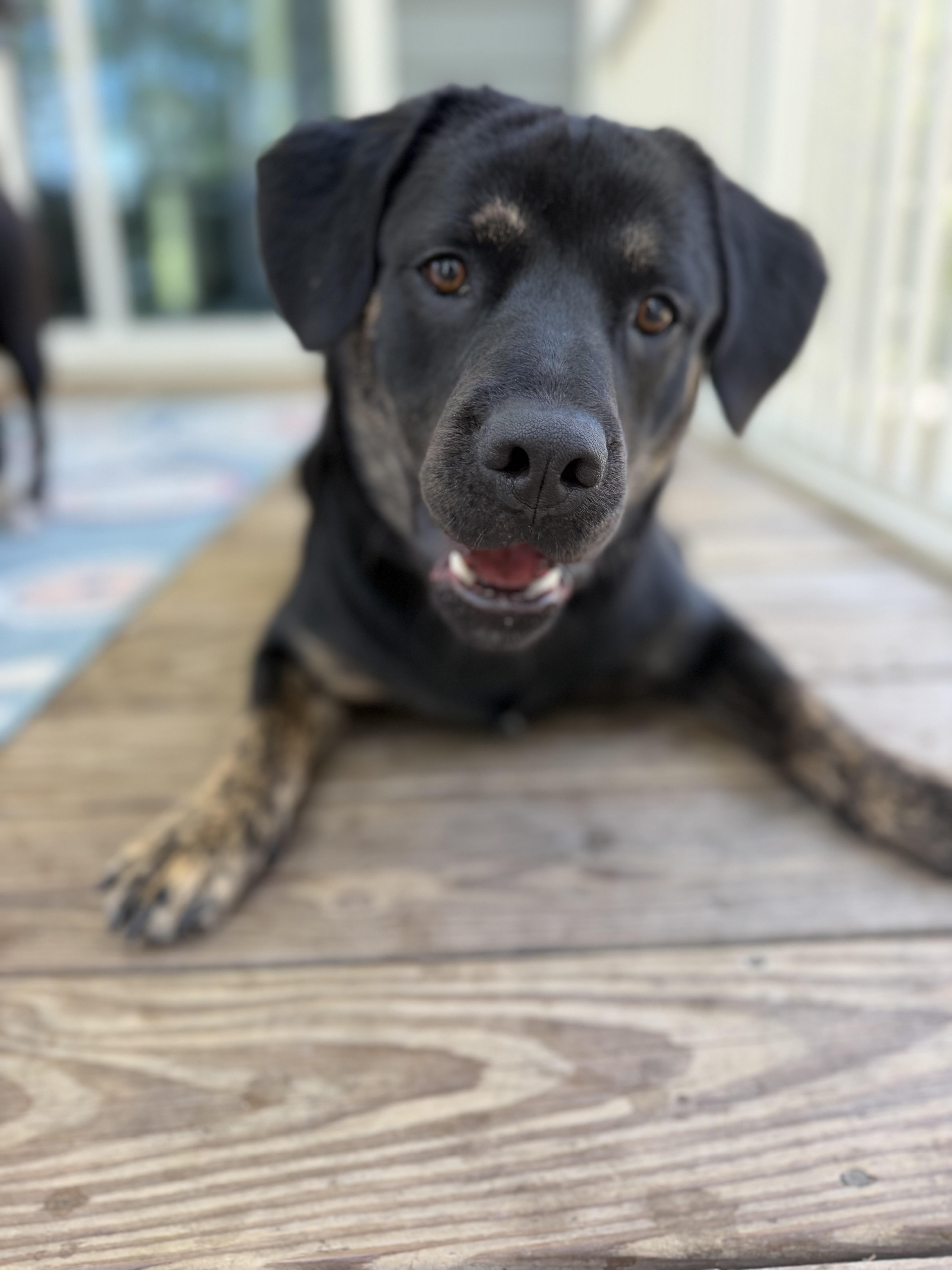 Enlarge Moose, a Adoptable mixed breed in Wando, SC image 5/6