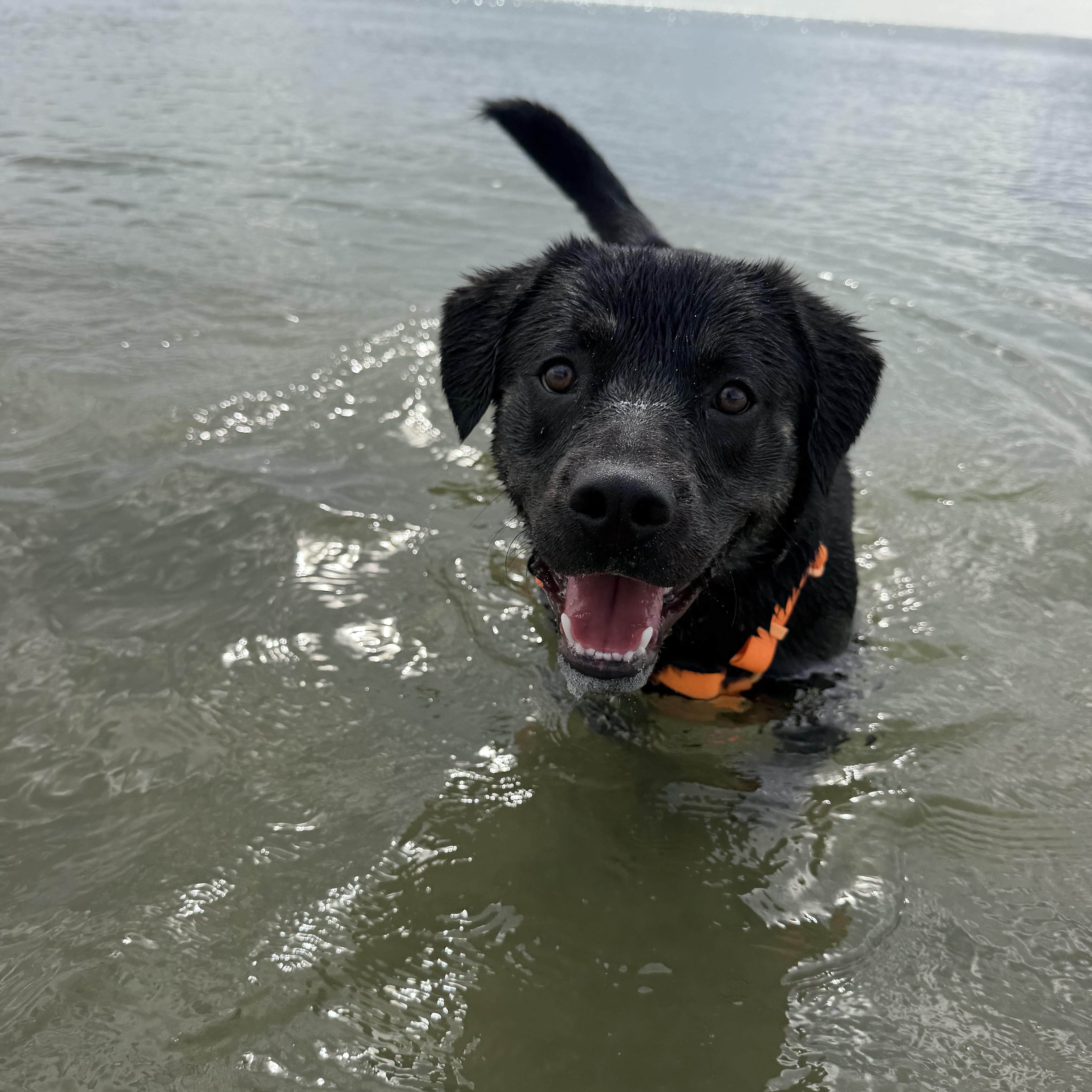 Moose, Adoptable, Young Male Rottweiler & Terrier.